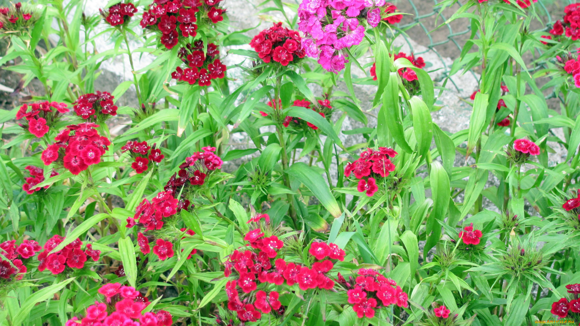 цветы, гвоздики, бордовый, розовый, красный