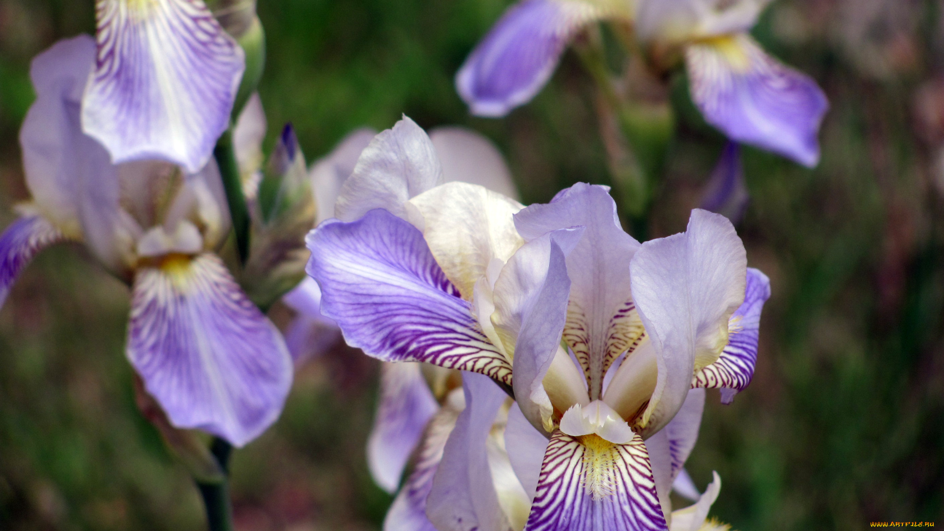 цветы, ирисы, лето