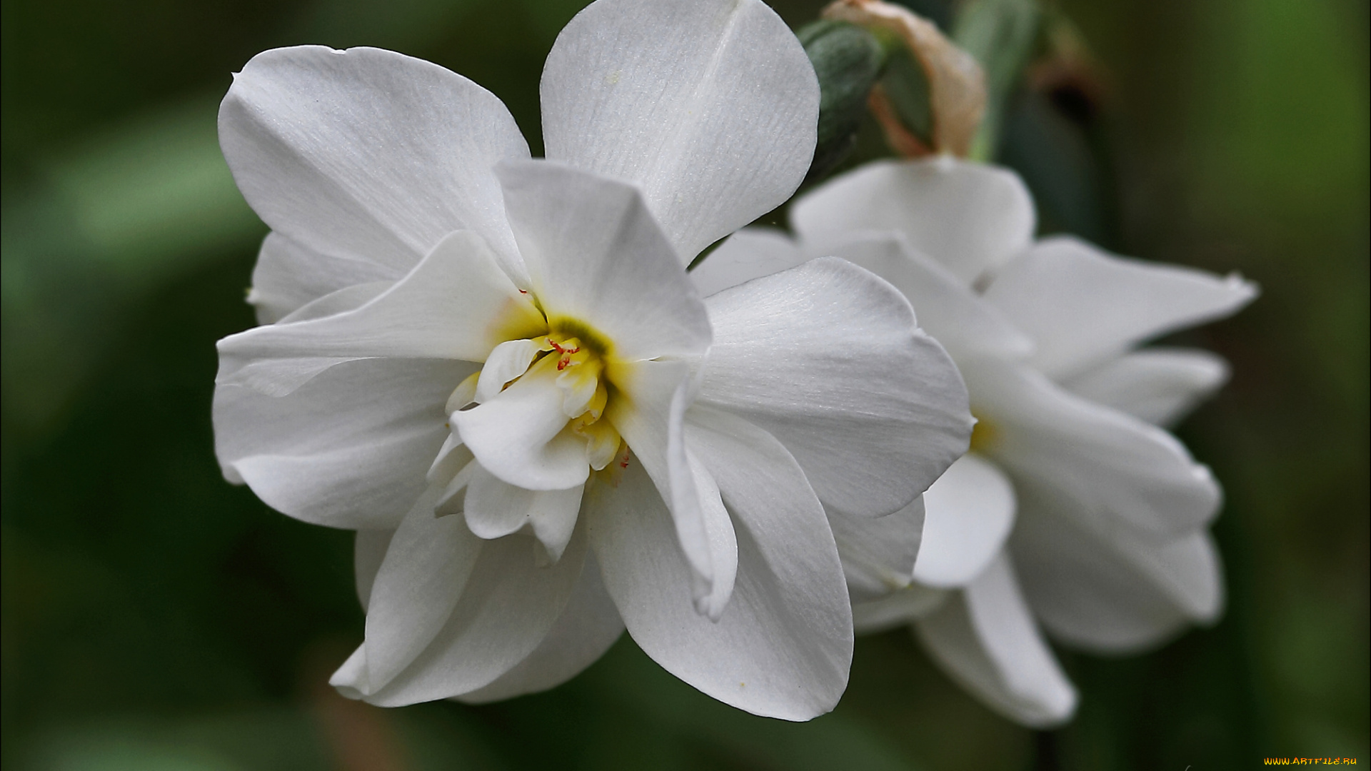 цветы, лепестки