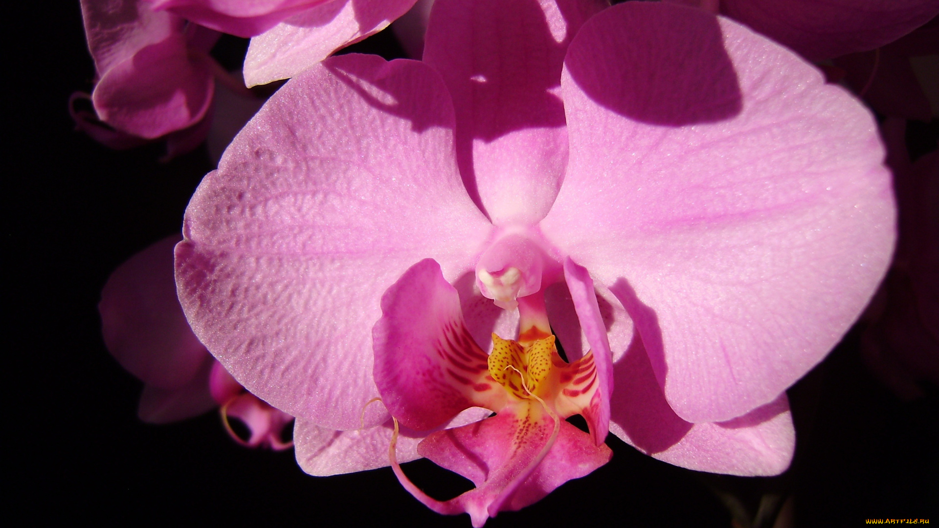 цветы, орхидеи, экзотика, розовый