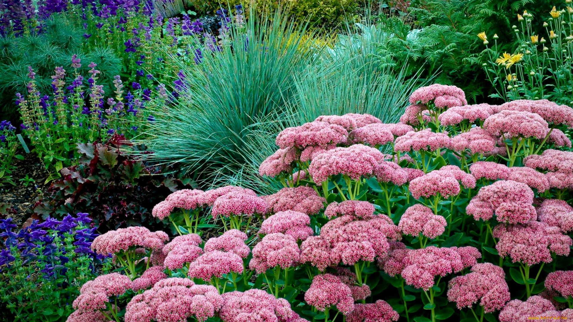 цветы, разные, вместе, травы, каланхоэ