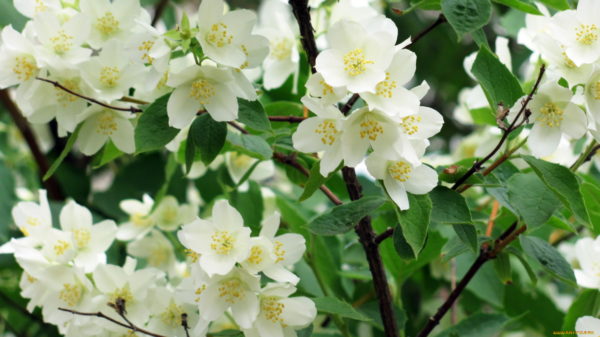 цветы, жасмин, белый, весна