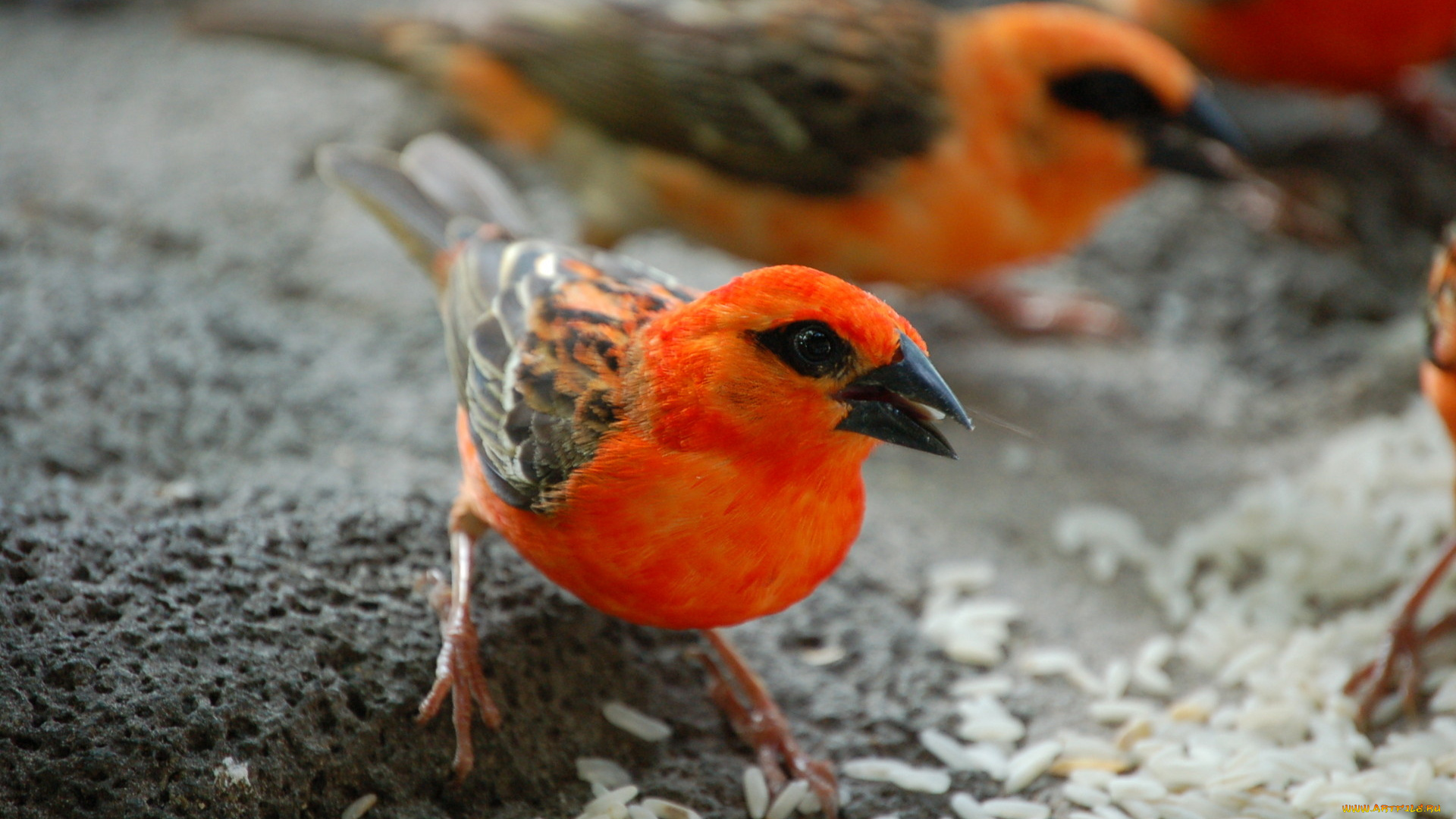 мадагаскарские, воробьи, животные, красная, грудка