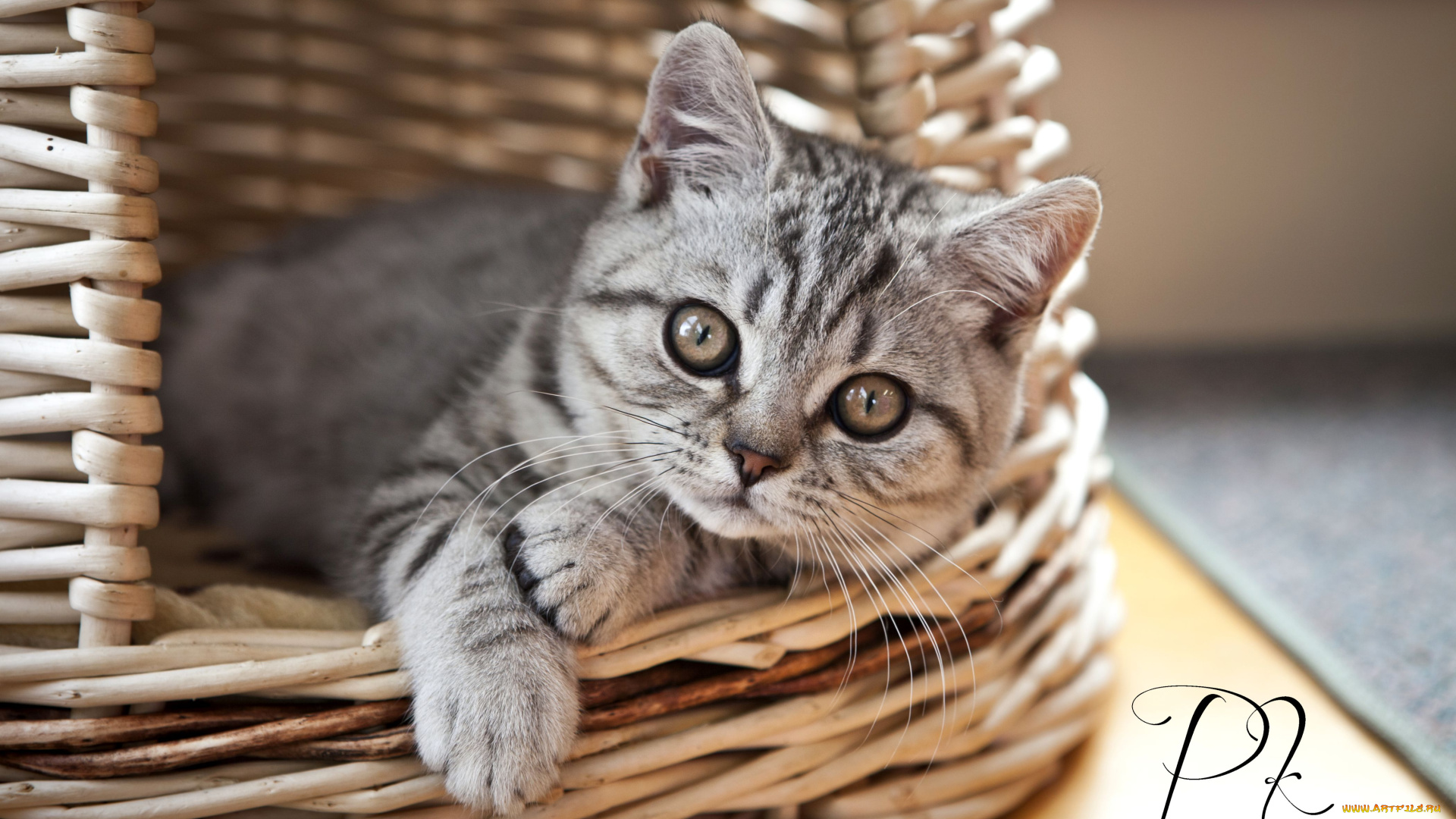 животные, коты, корзинка, малыш, серый, котенк