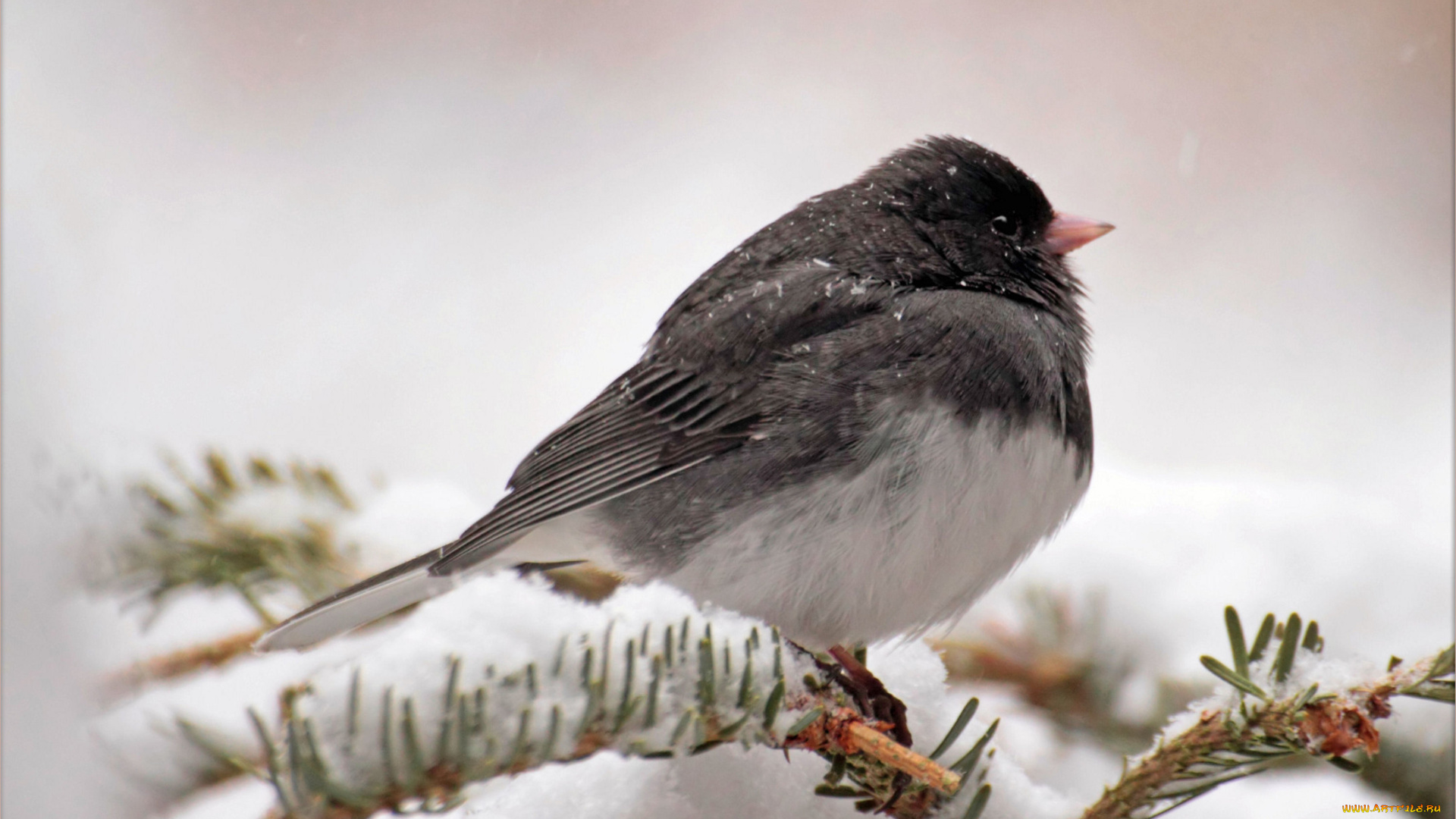 животные, птицы, ветка