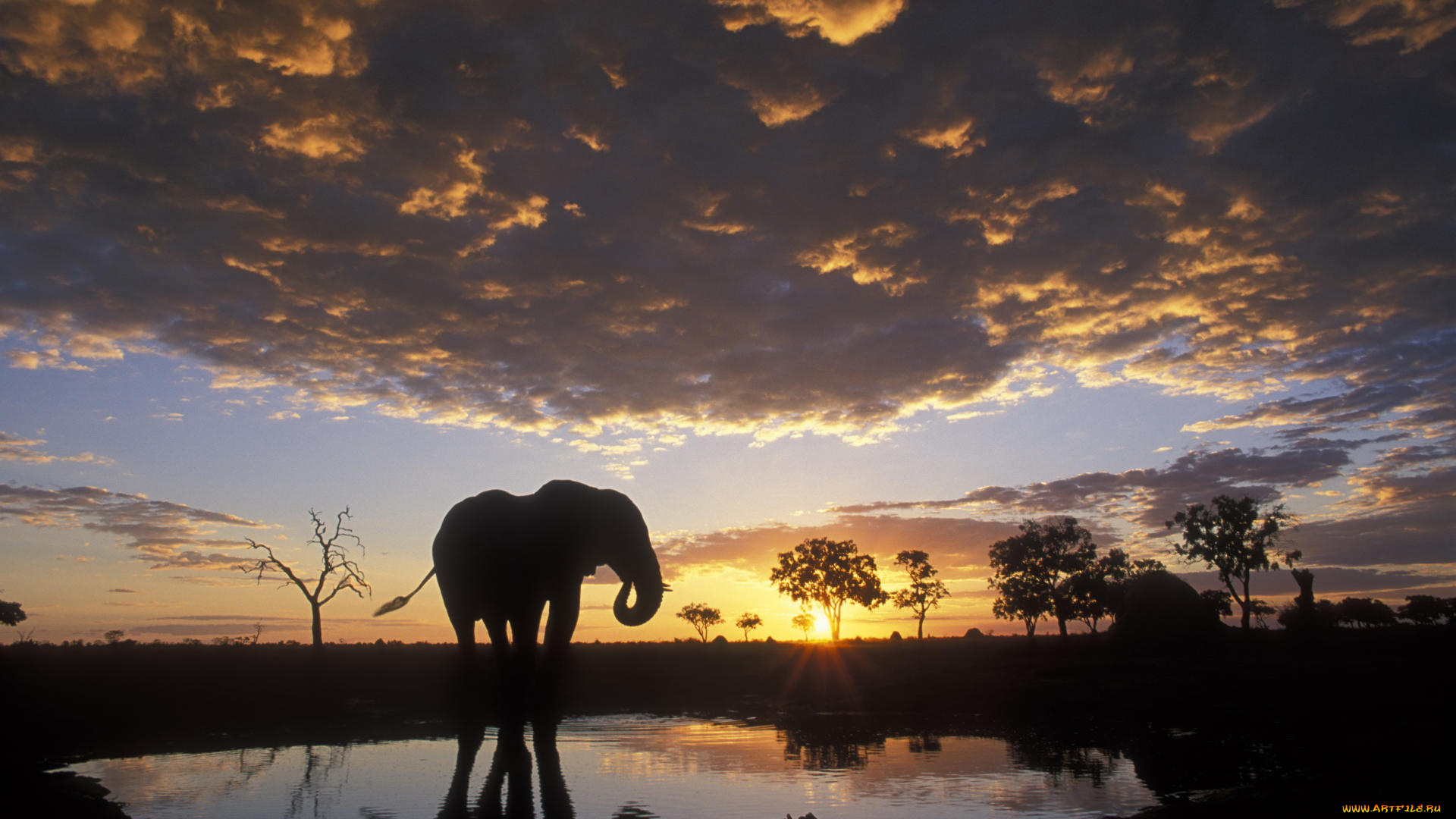 животные, слоны, ночь, облака