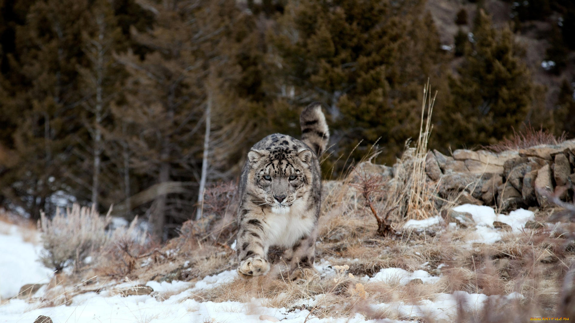 животные, снежный, барс, ирбис, снег, хищник