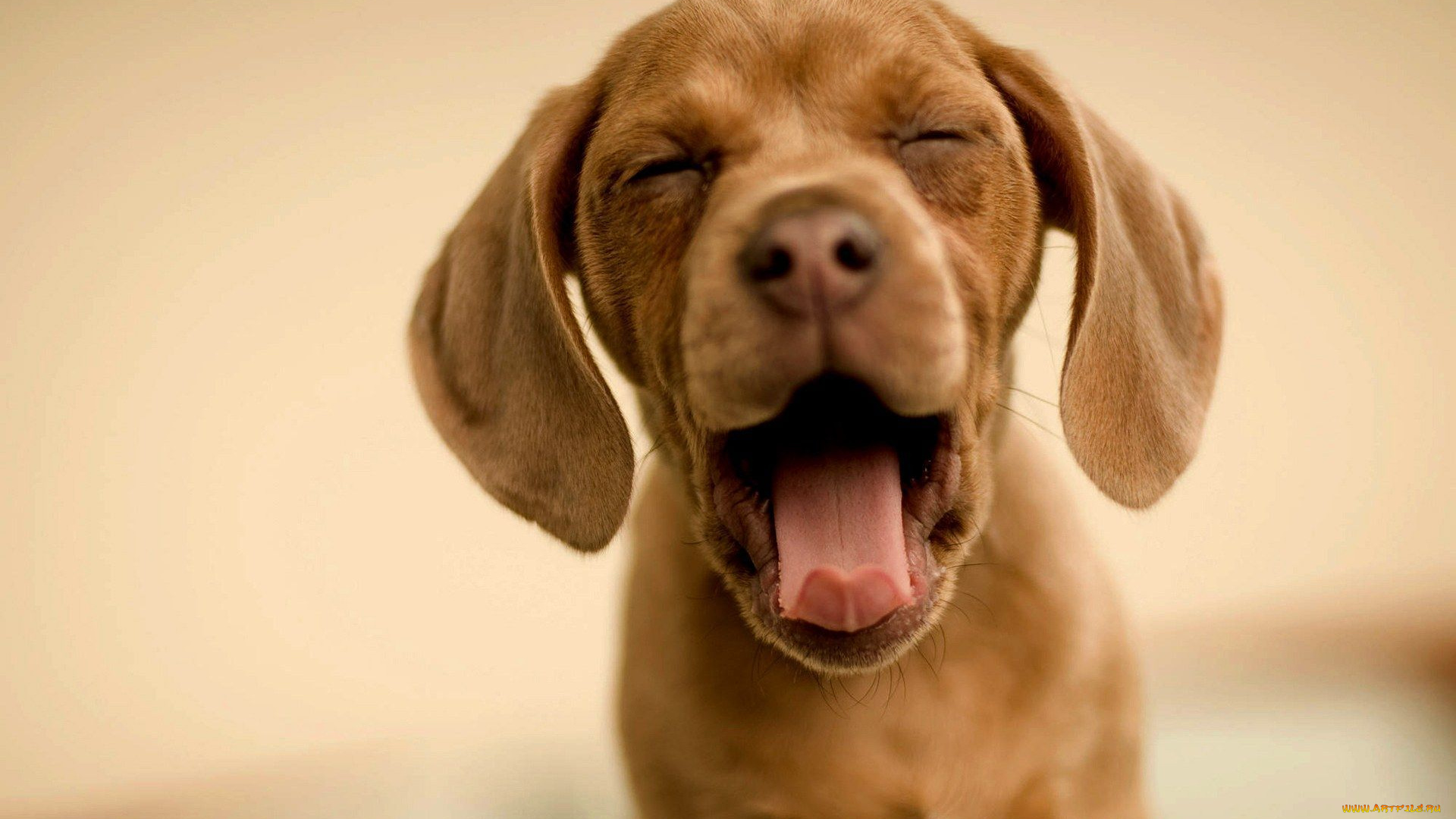 животные, собаки, коричневый, зевота, щенок