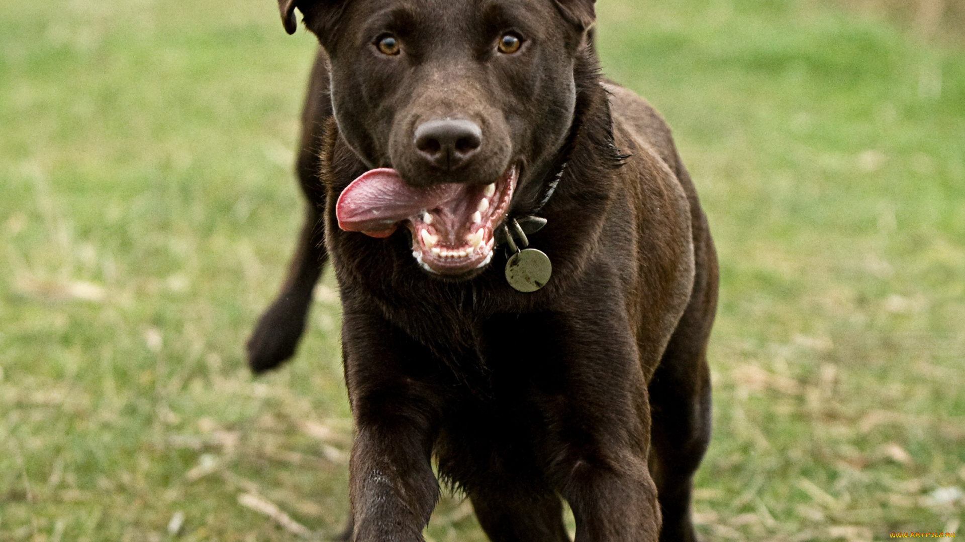 животные, собаки, собака