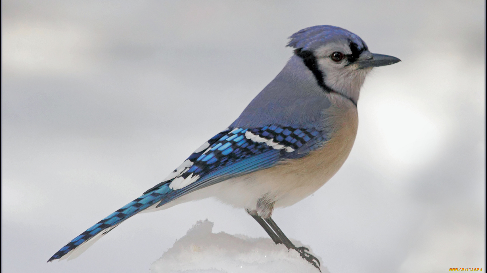 животные, сойки, снег