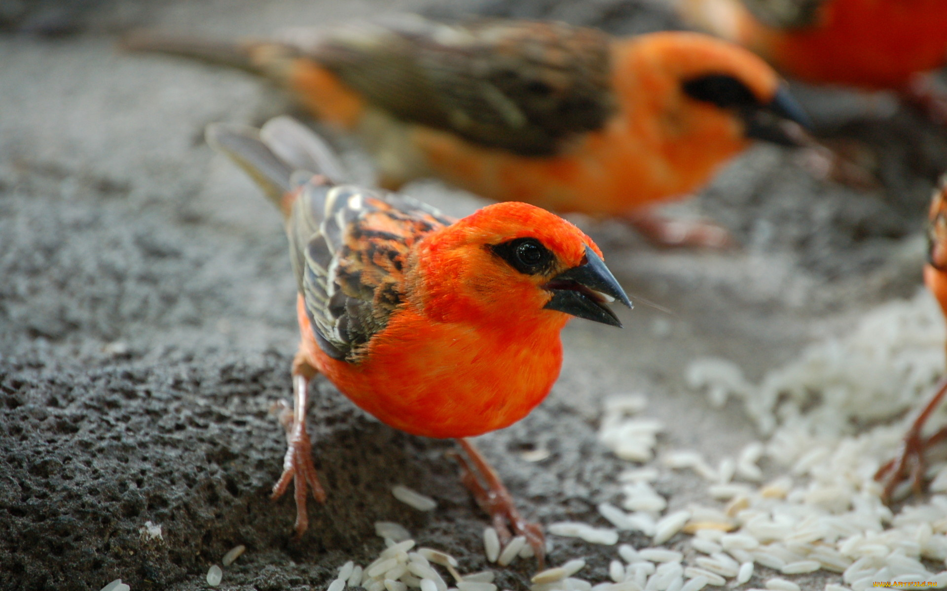 мадагаскарские, воробьи, животные, красная, грудка