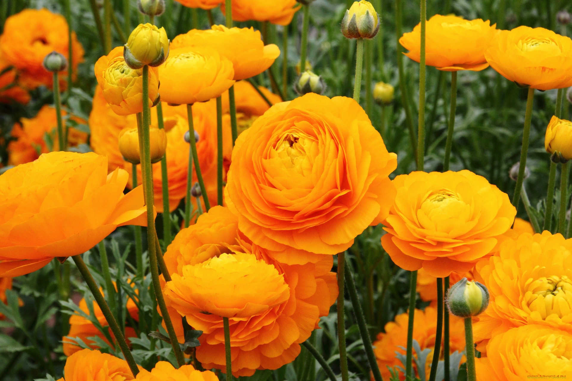 цветы, ранункулюс, азиатский, лютик, цветок