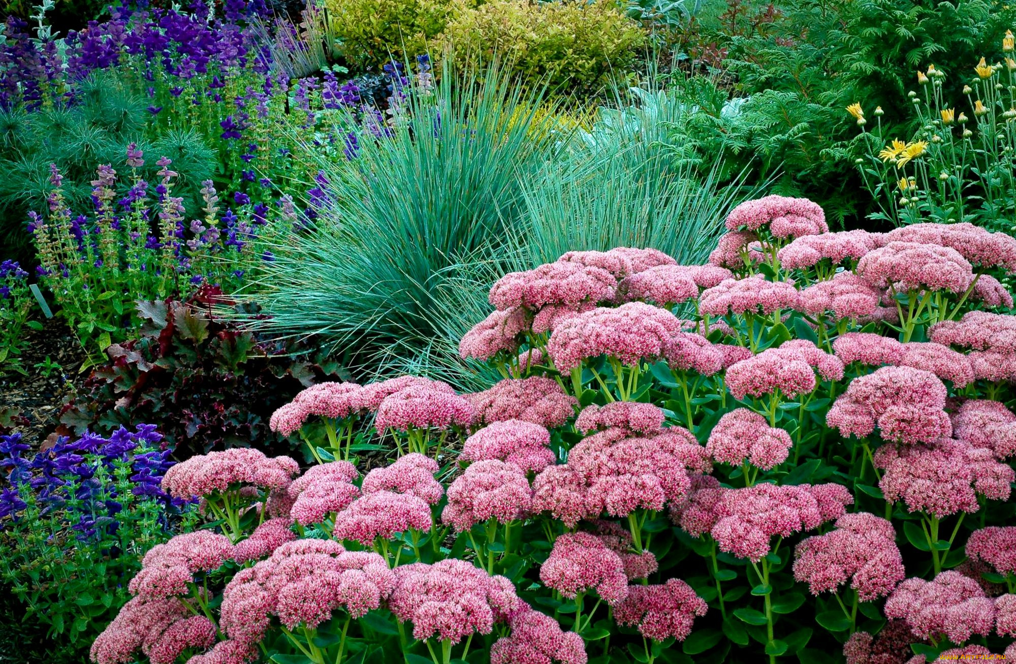 цветы, разные, вместе, травы, каланхоэ