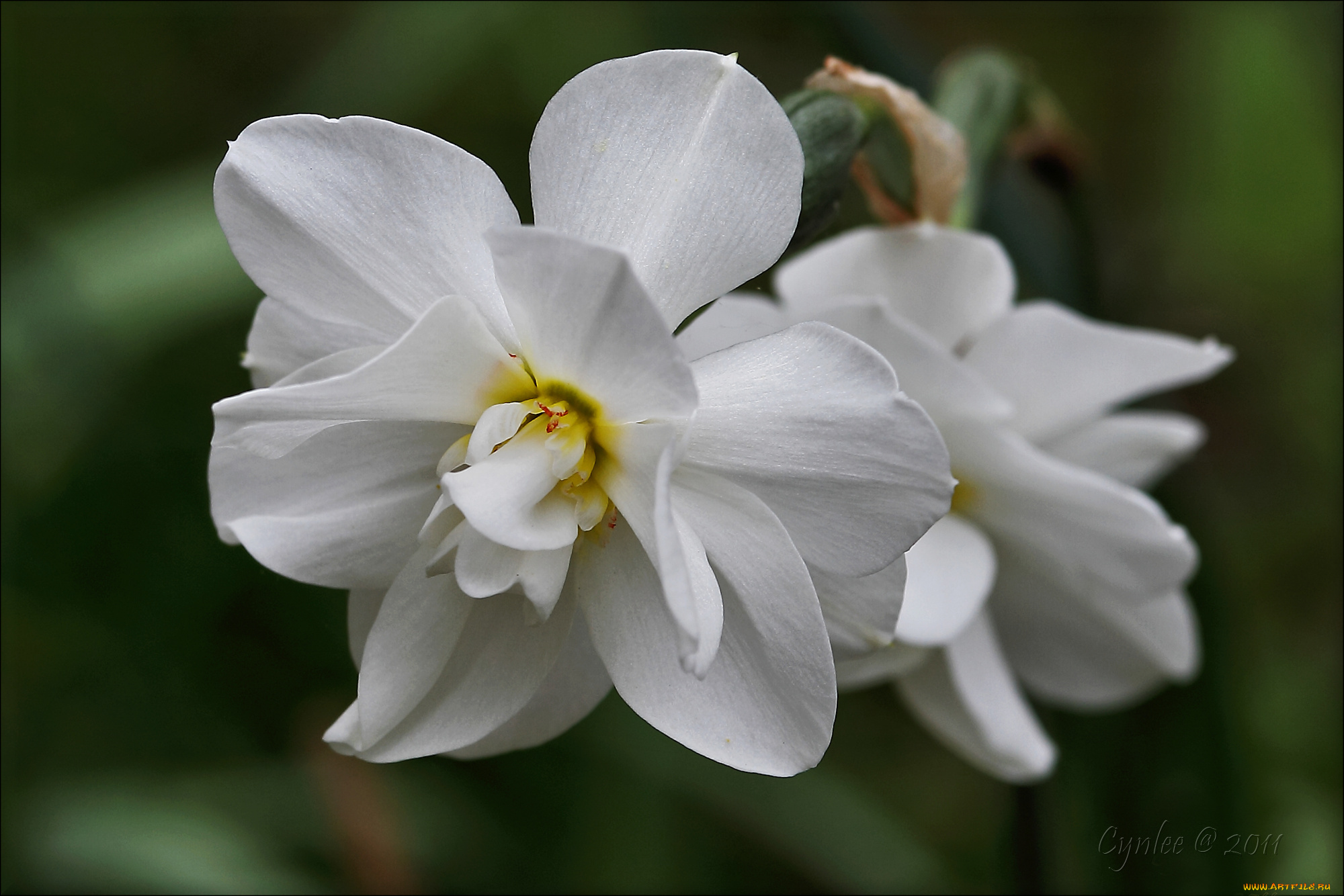 цветы, лепестки