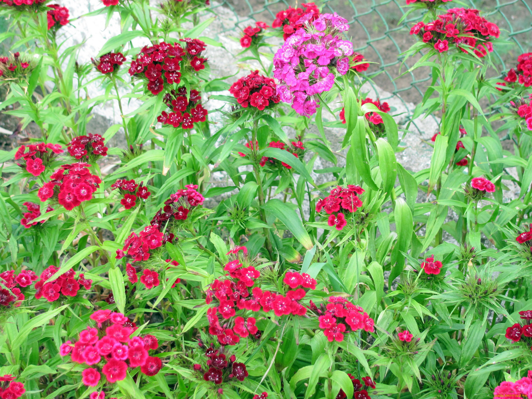 цветы, гвоздики, бордовый, розовый, красный