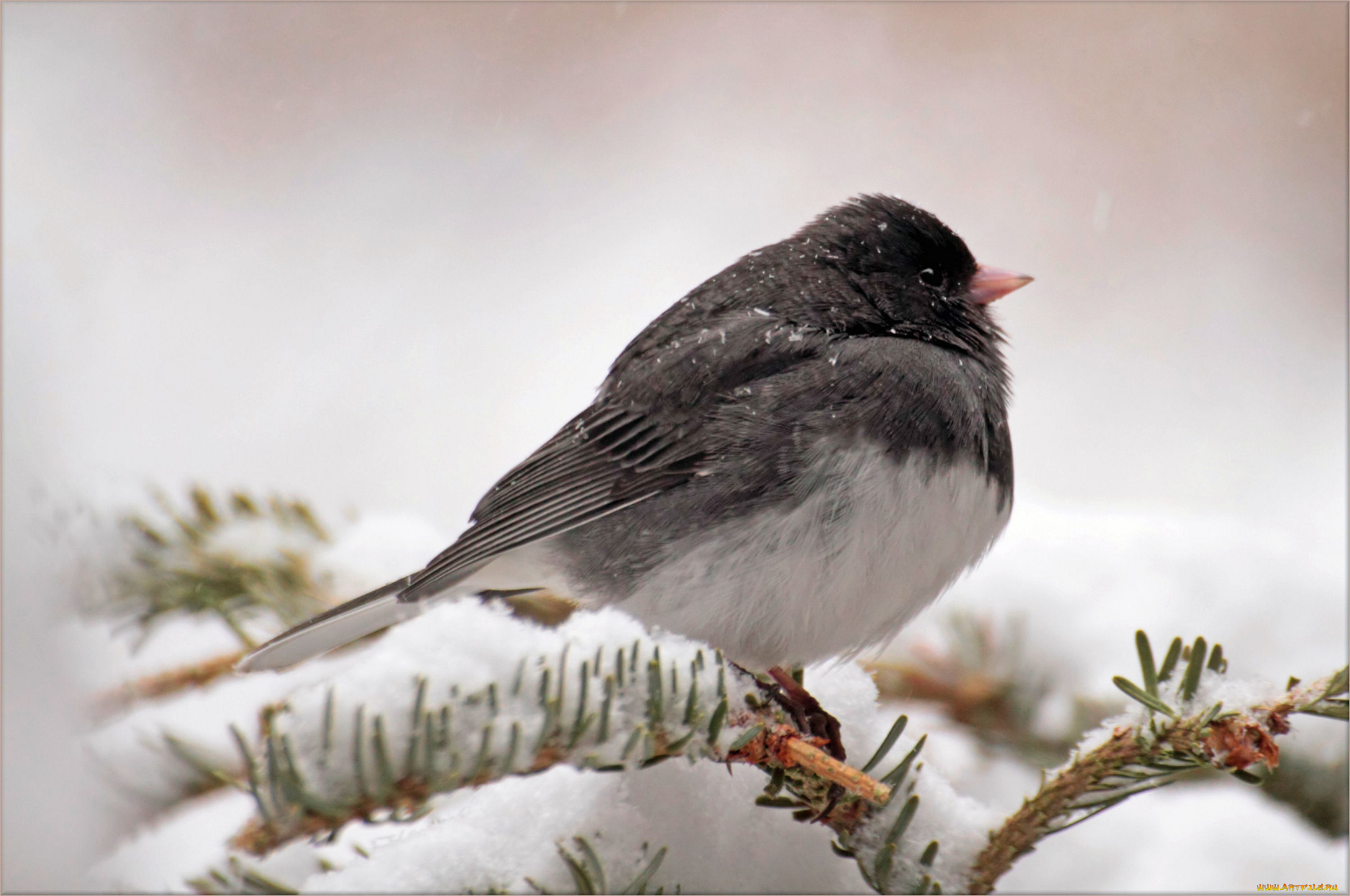 животные, птицы, ветка