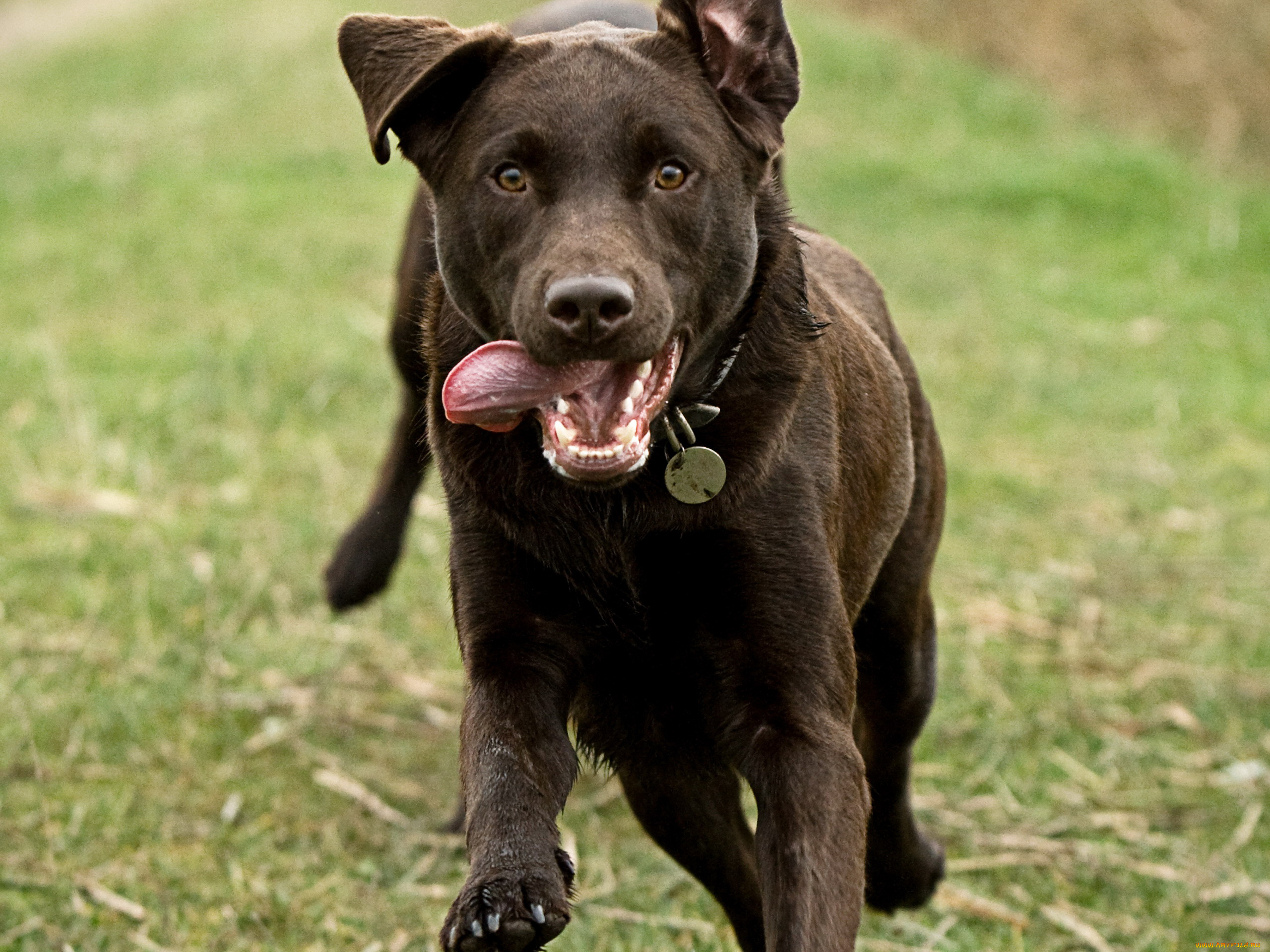 животные, собаки, собака