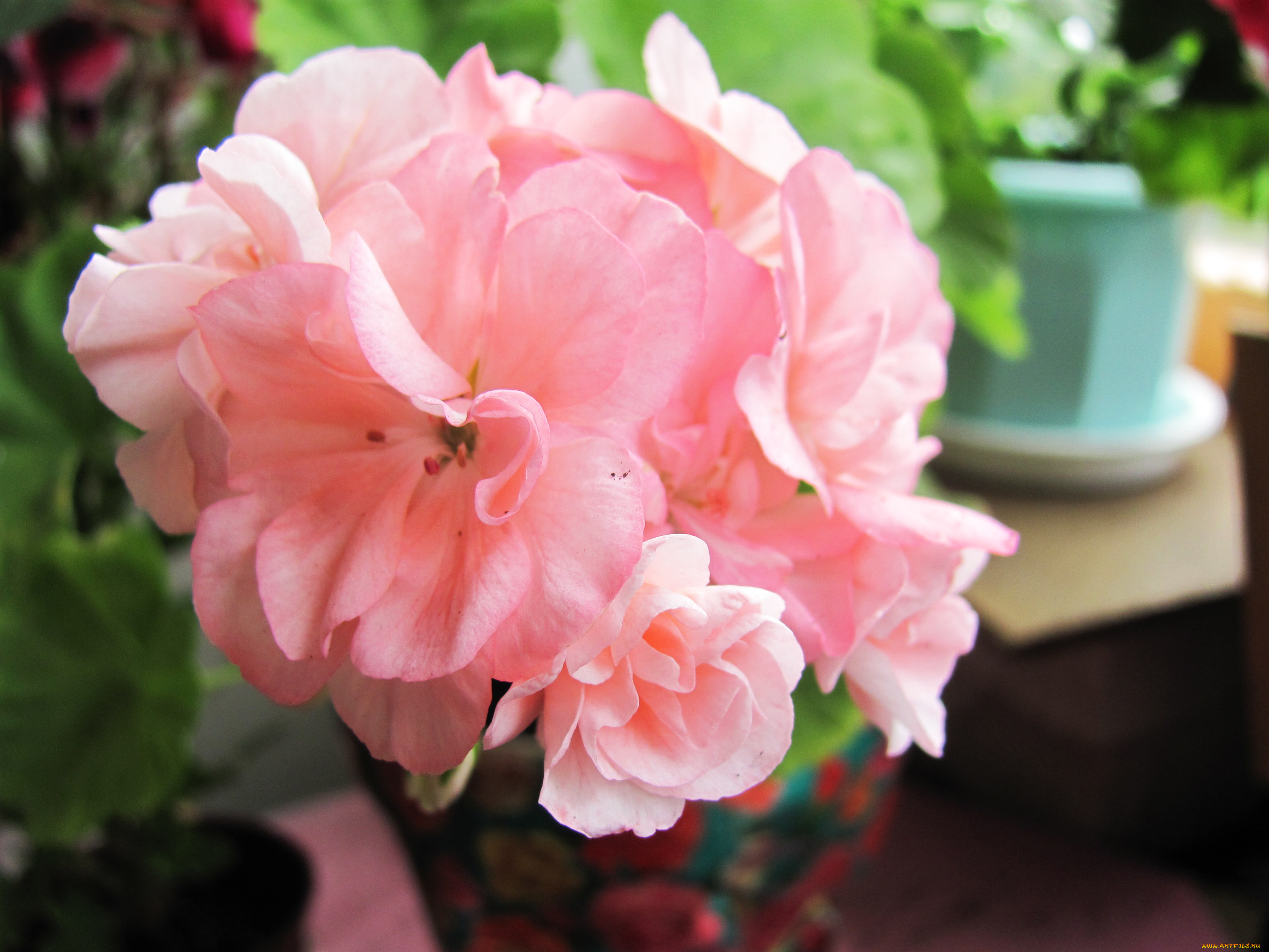 цветы, герань, розовый