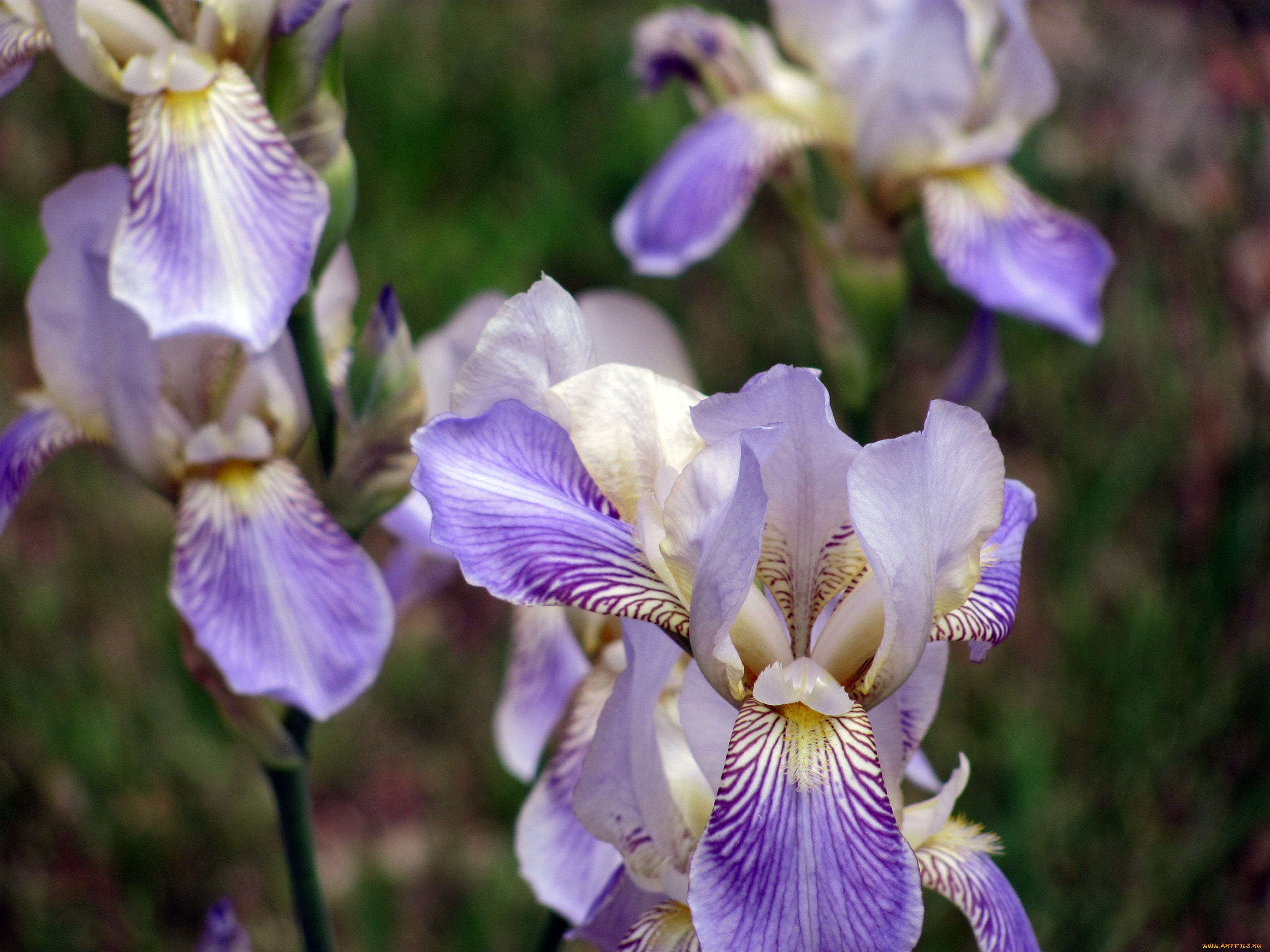 цветы, ирисы, лето
