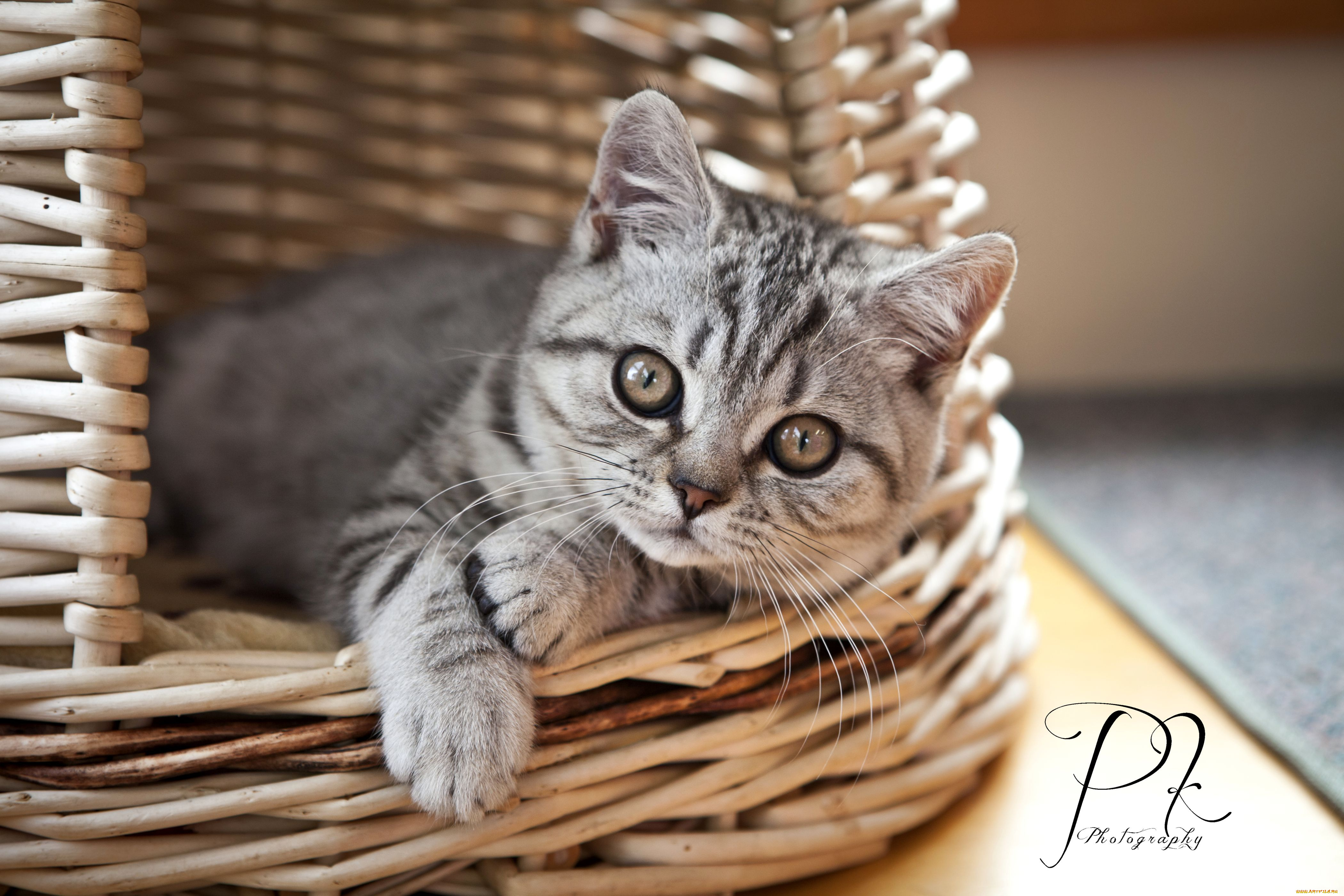 животные, коты, корзинка, малыш, серый, котенк