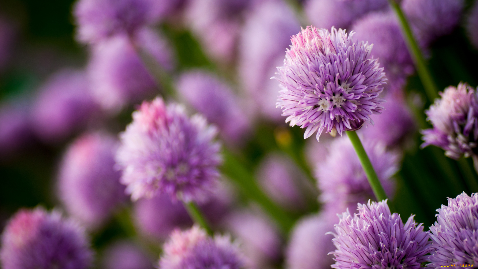 цветы, аллиум, декоративный, лук, сиреневый