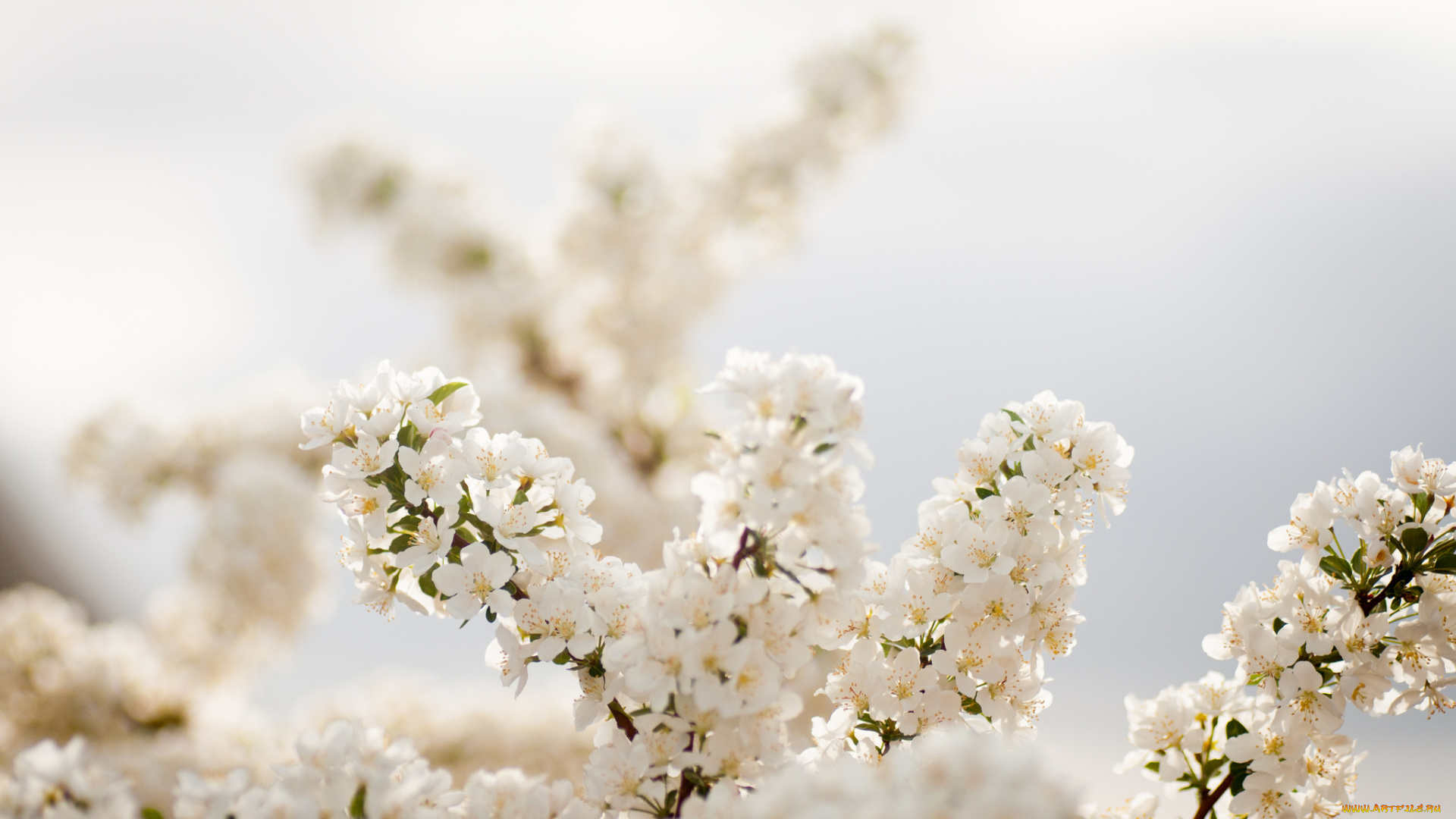 цветы, цветущие, деревья, кустарники, весна, ветки