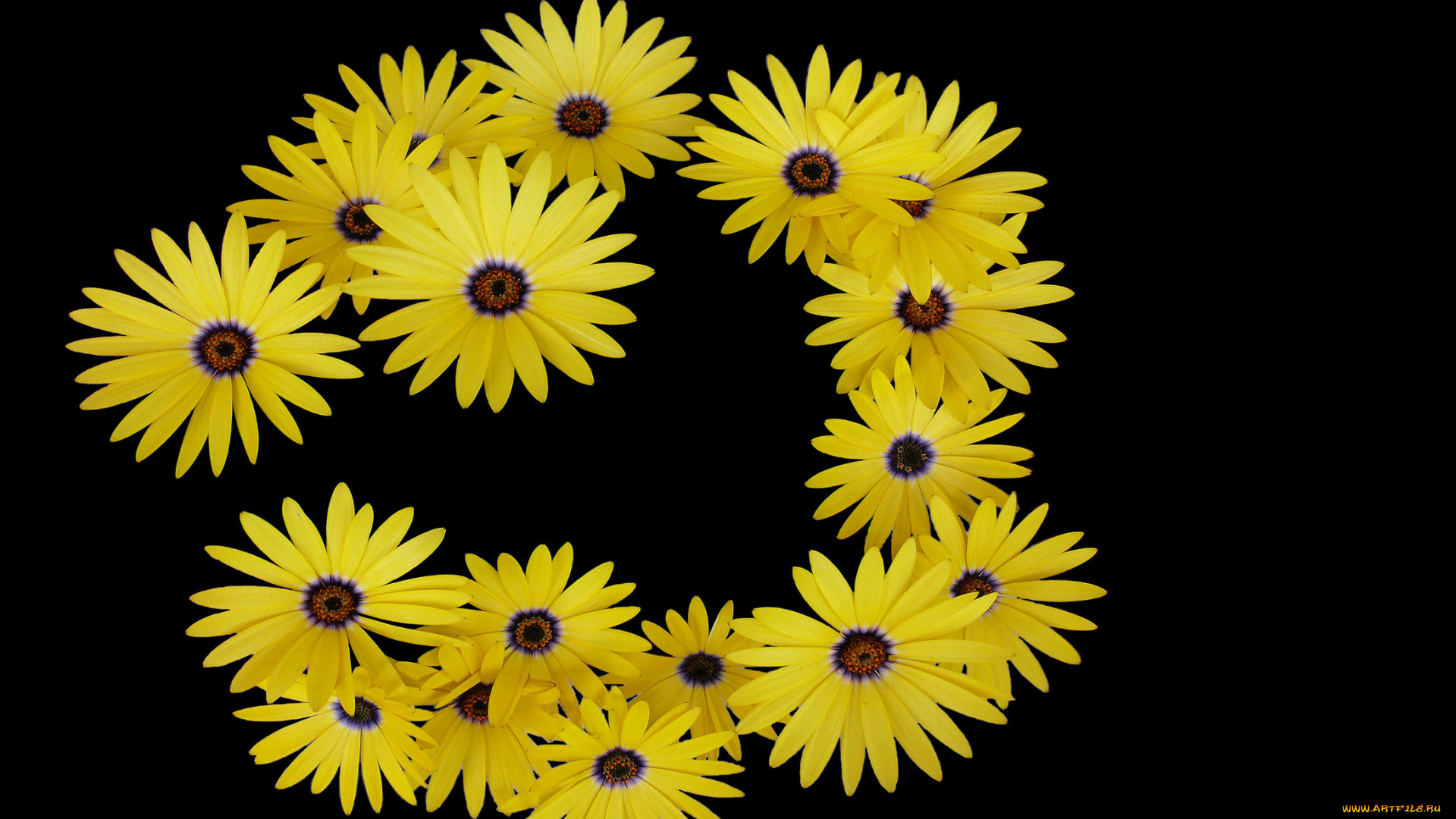 цветы, диморфотеки, фон, лепестки