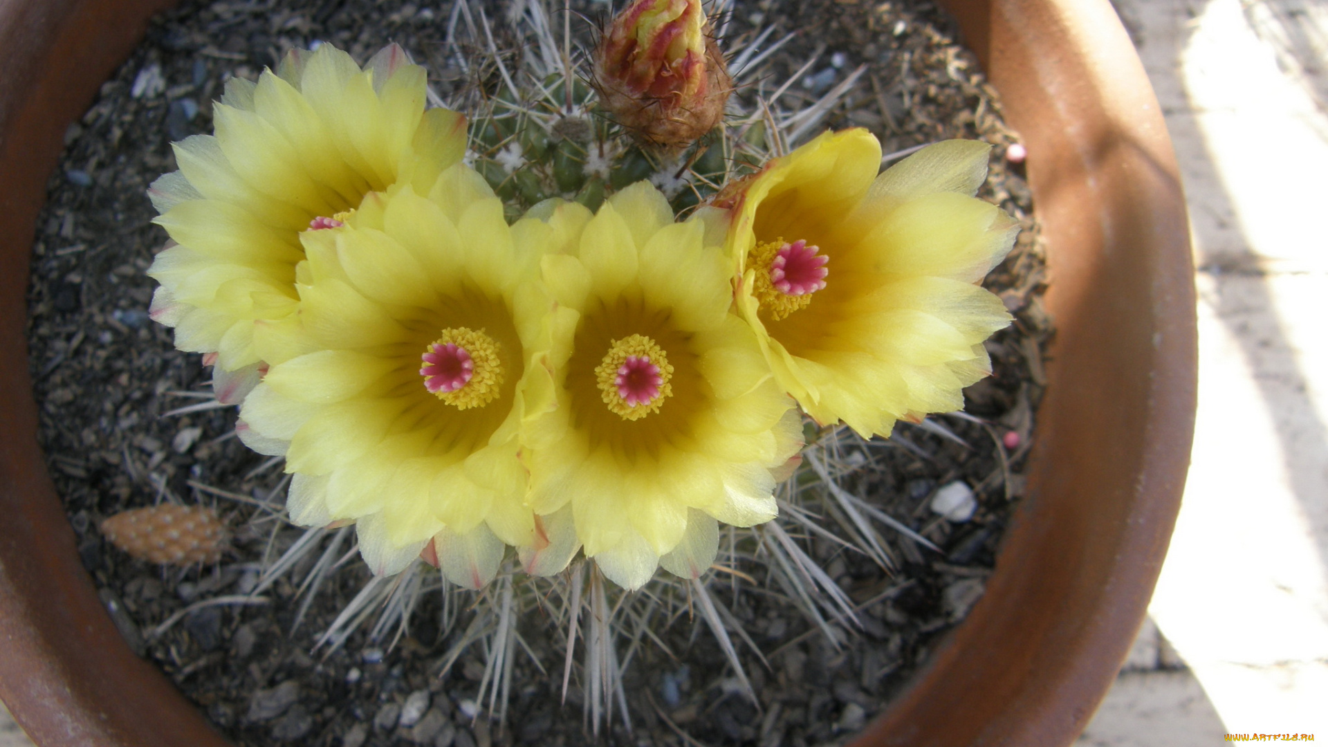 цветы, кактусы, кактус