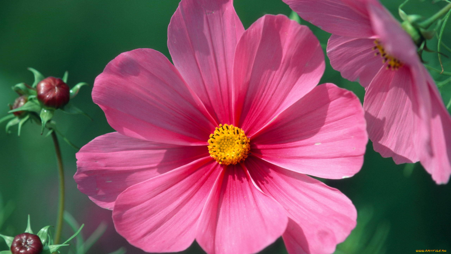 цветы, космея, лепестки