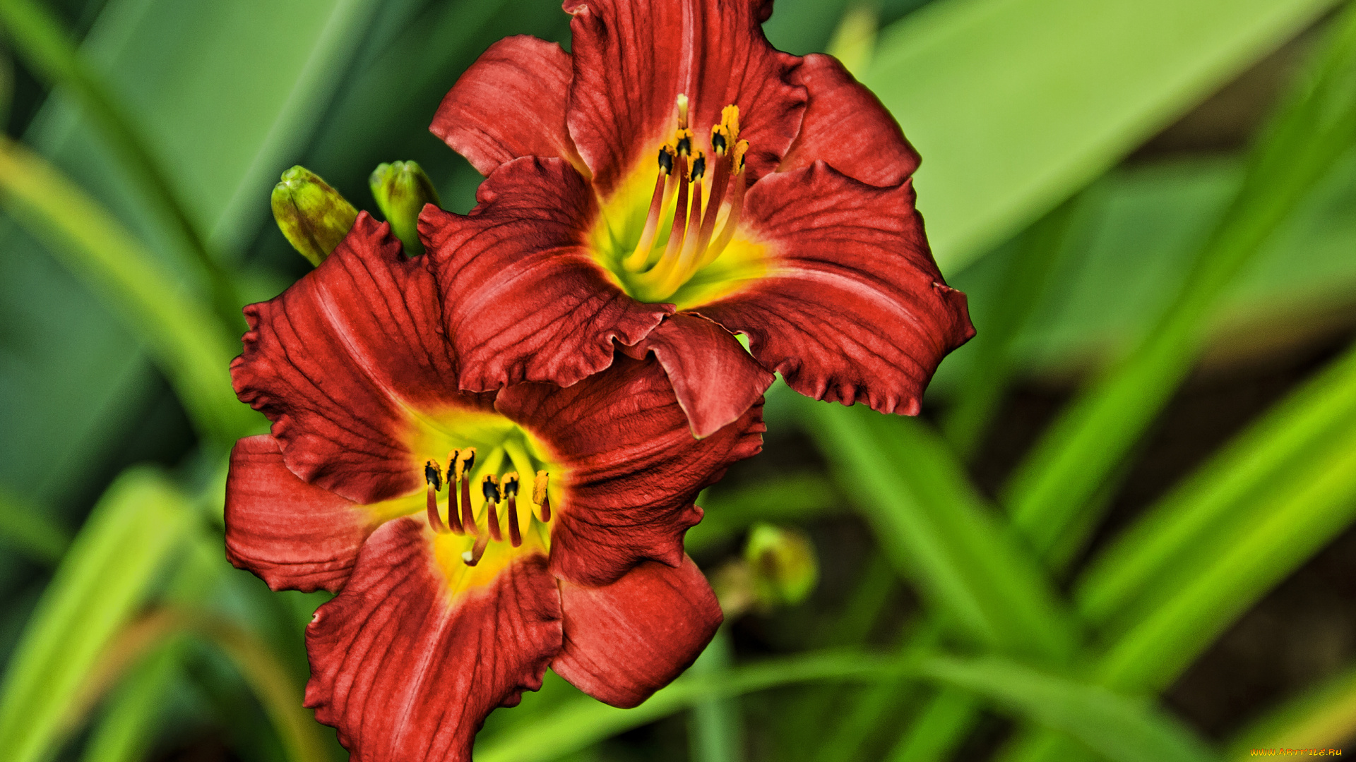 цветы, лилии, лилейники, фон, лепестки