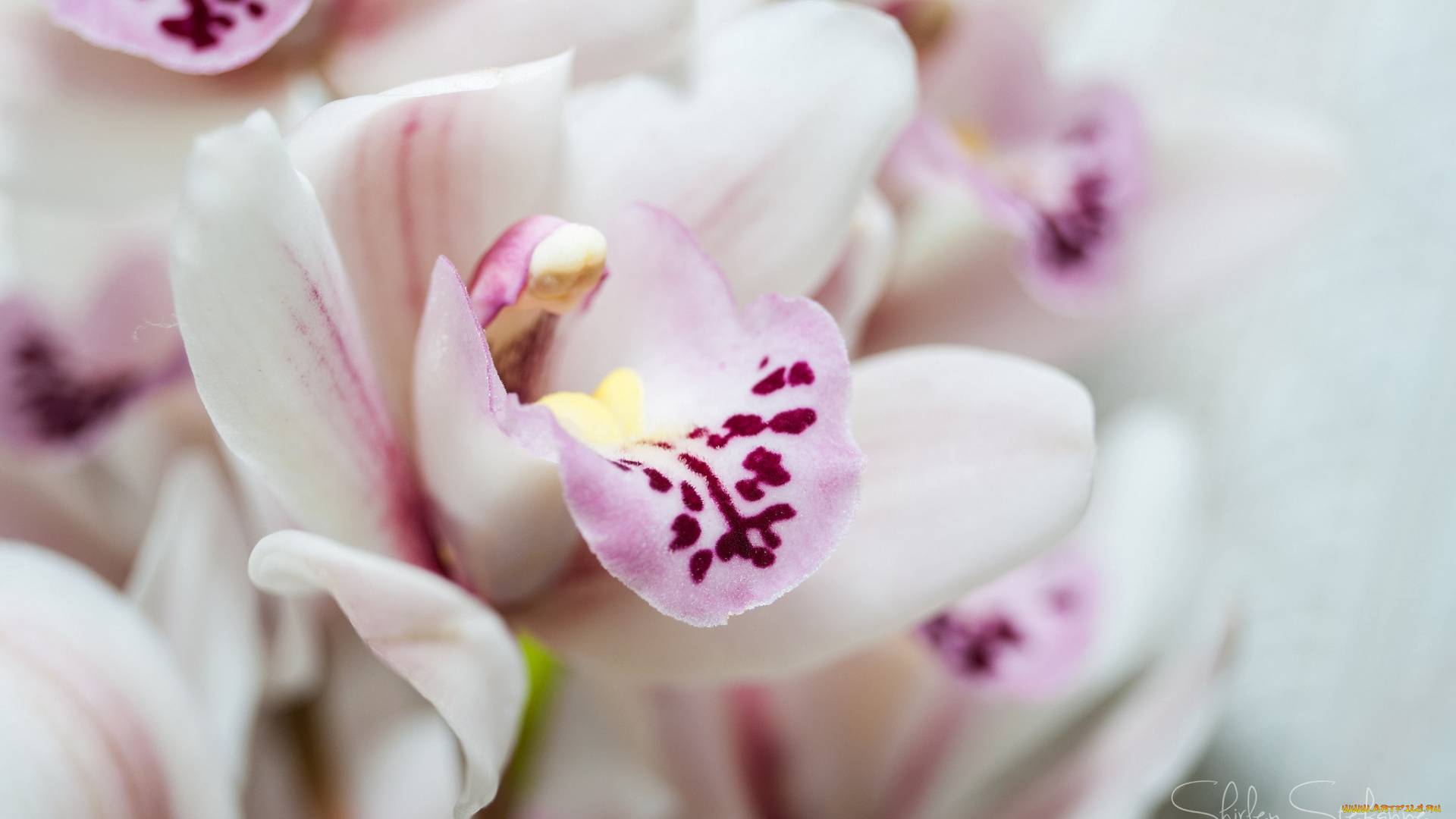 цветы, орхидеи, макро
