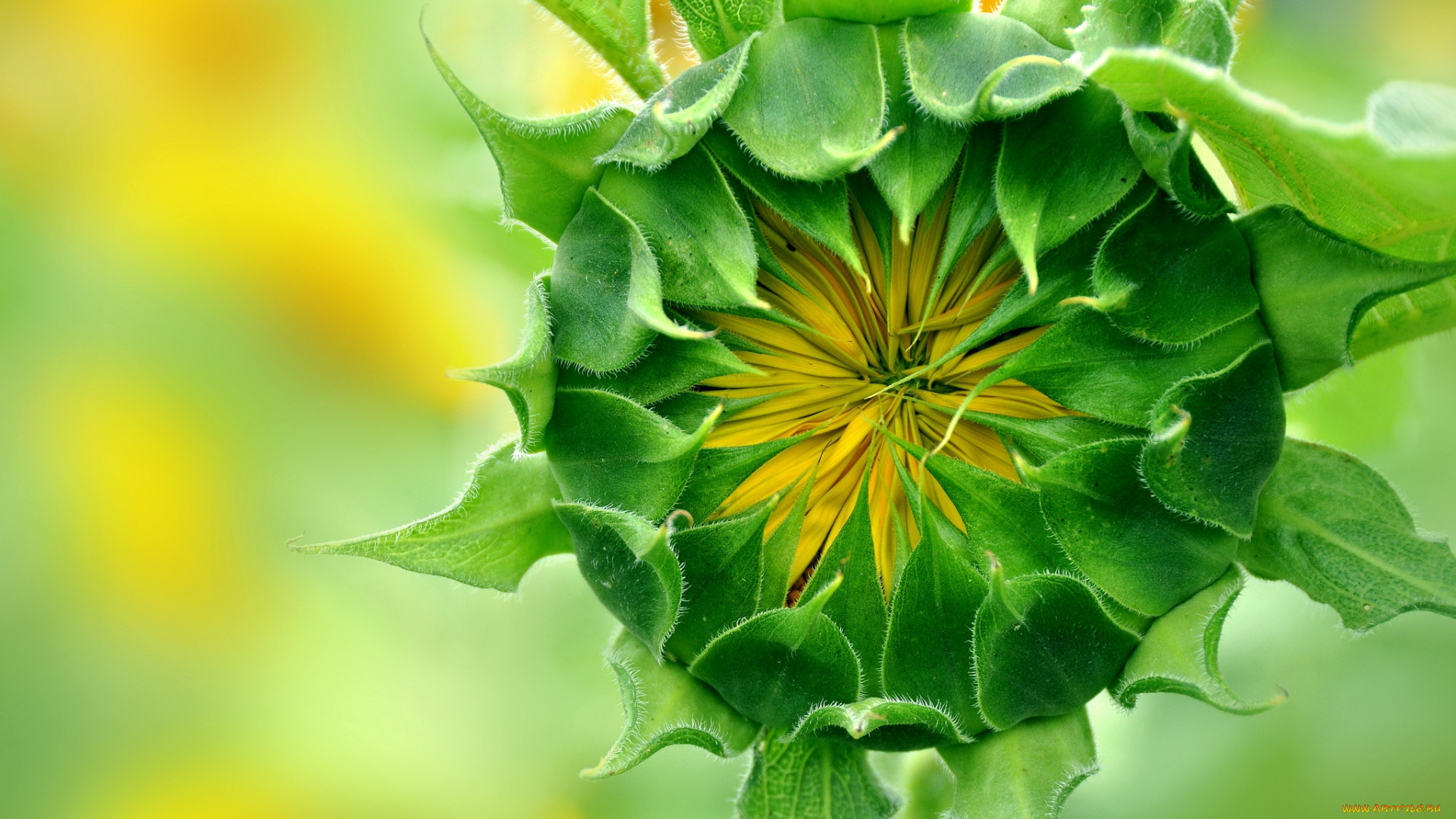 цветы, подсолнухи, бутон