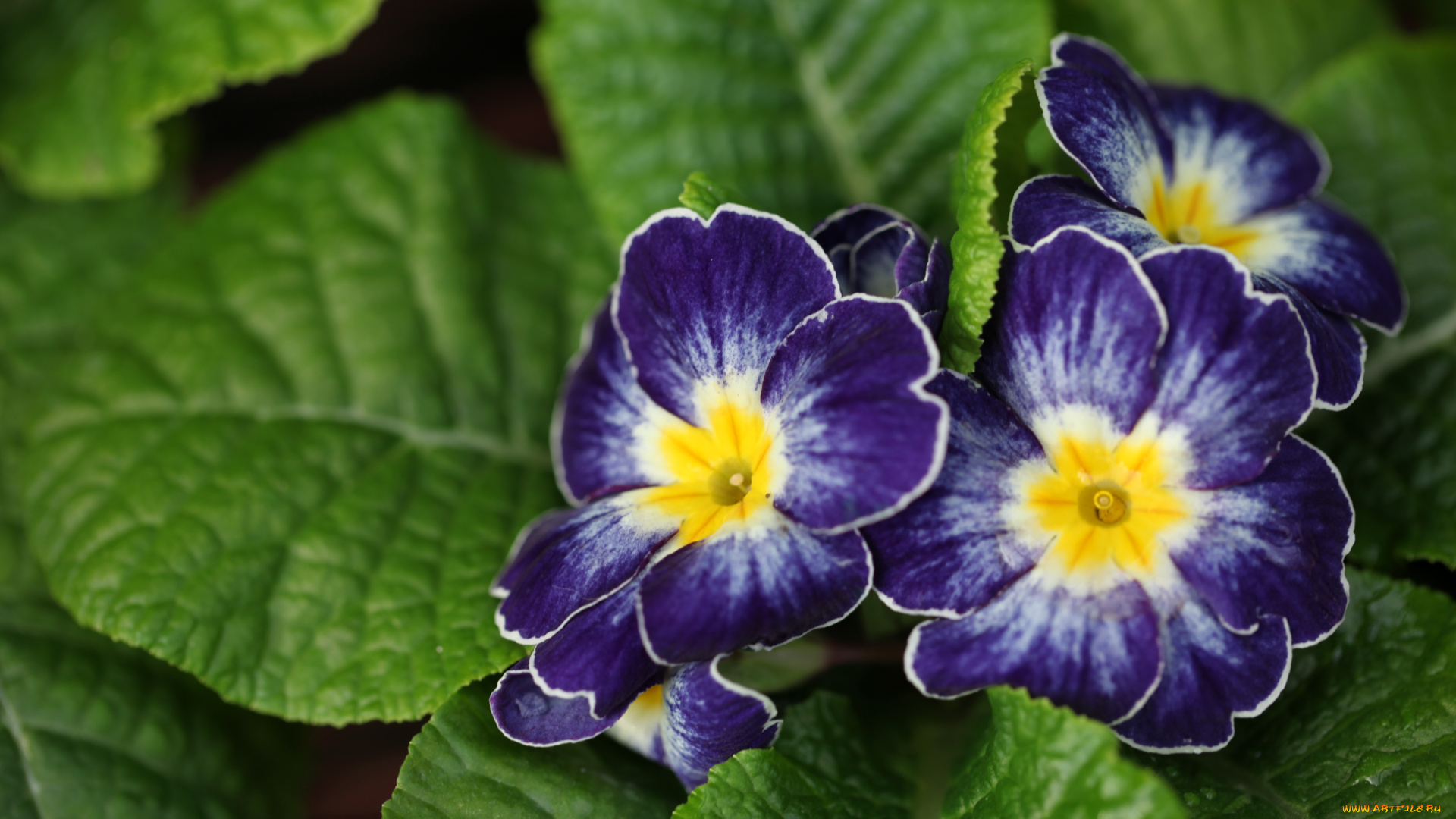 цветы, примулы, синий