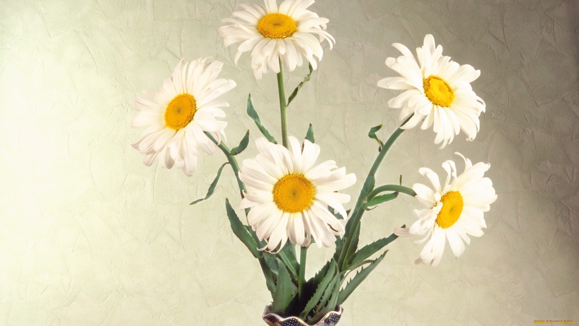 цветы, ромашки