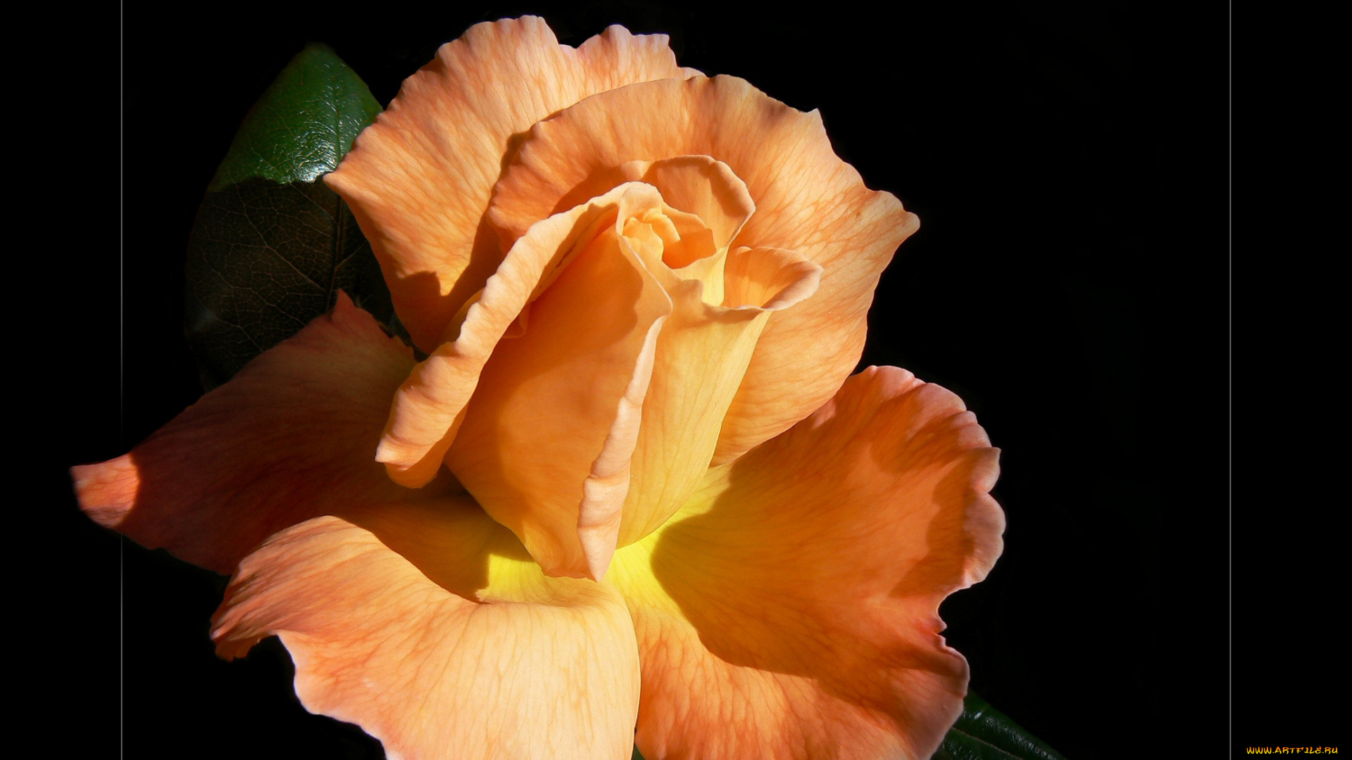 цветы, розы, лепестки, фон