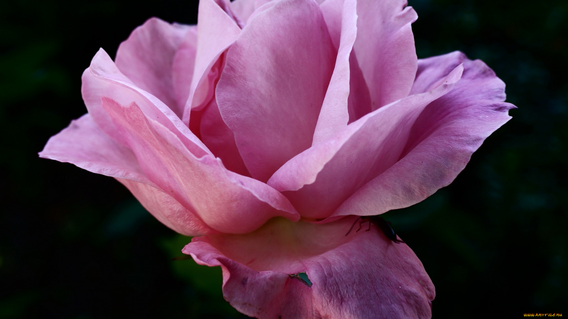 цветы, розы, роза