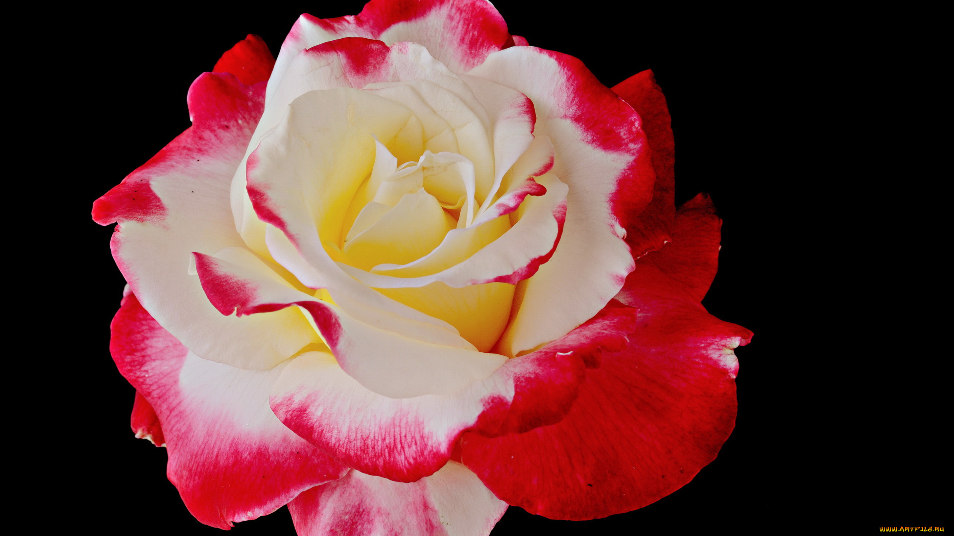 цветы, розы, роза