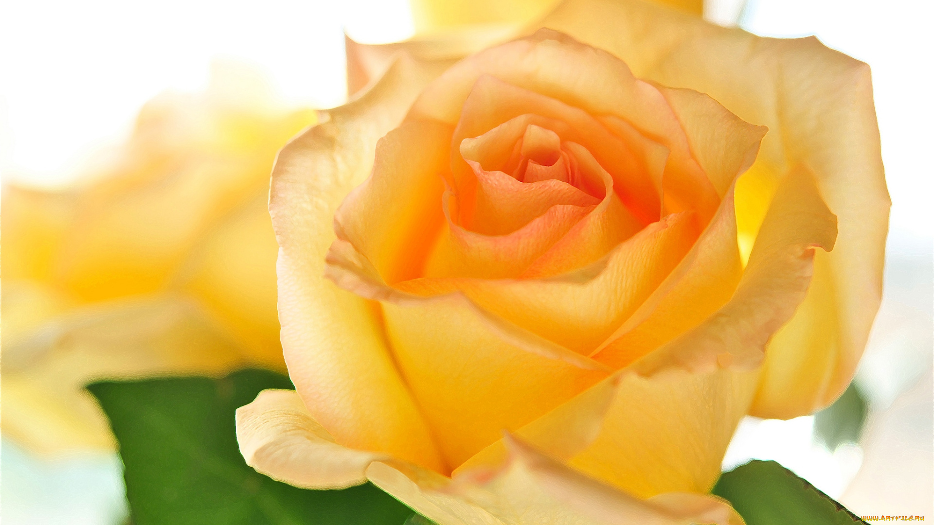 цветы, розы, желтый, макро