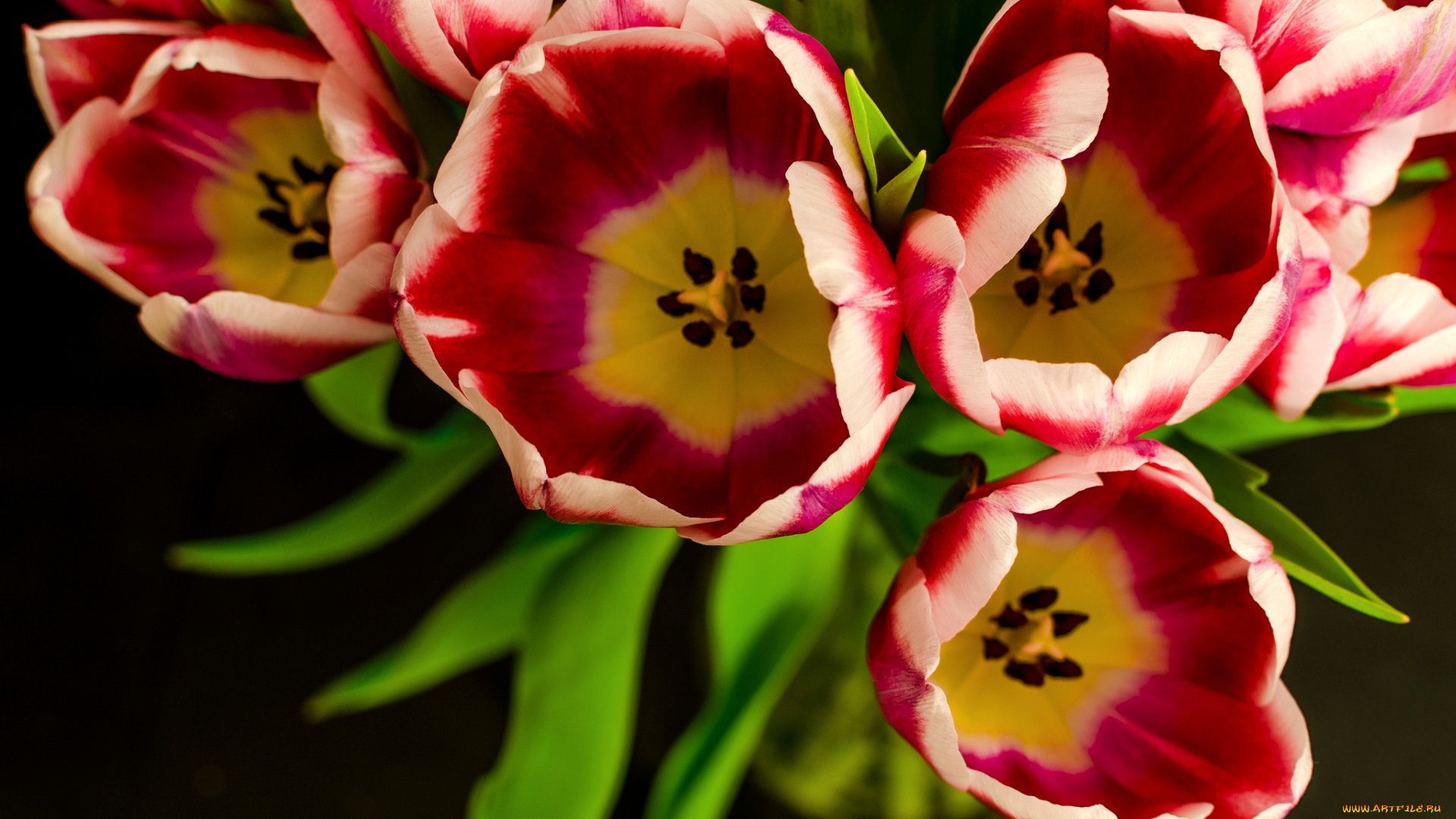 цветы, тюльпаны, букет, макро