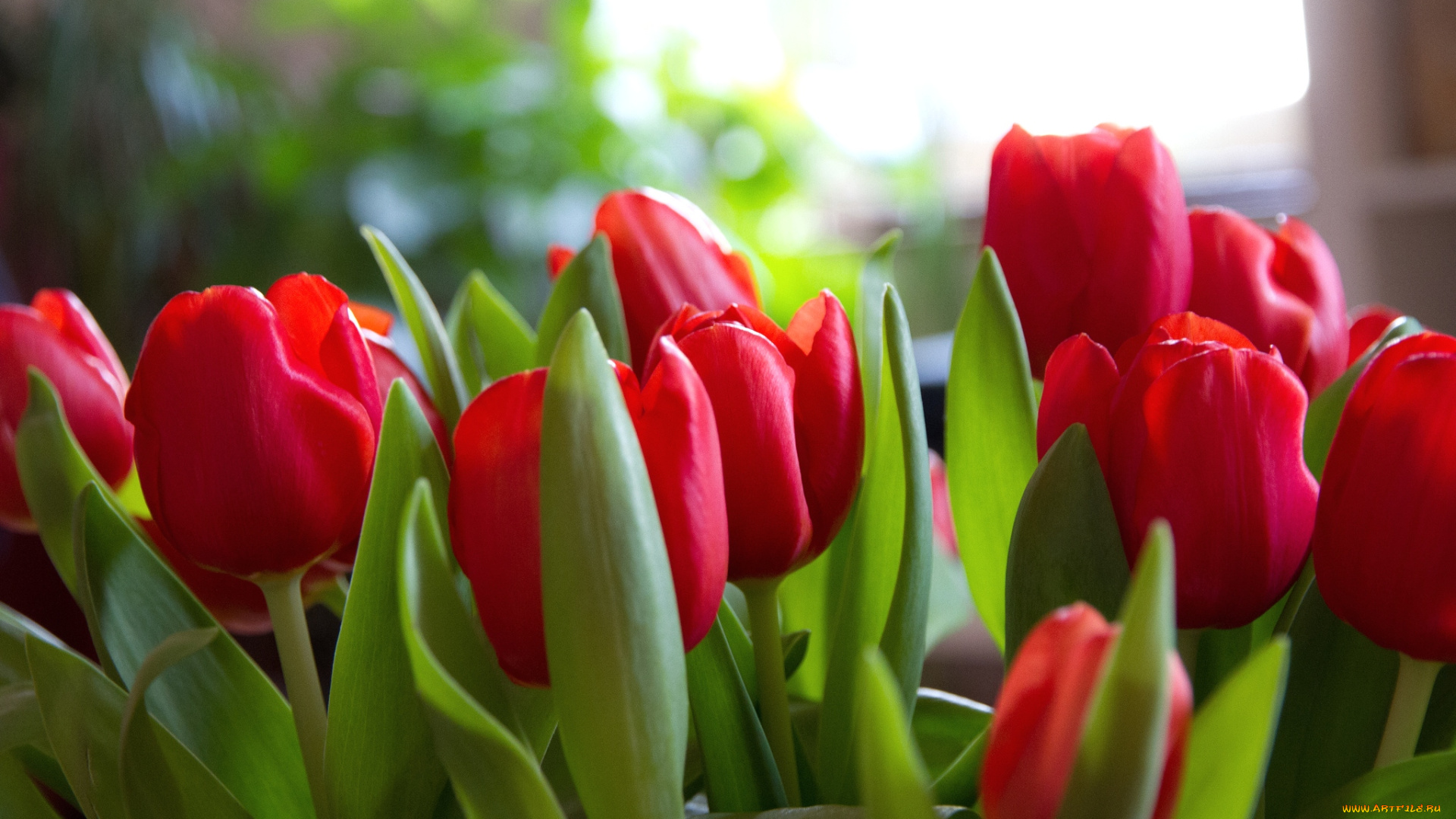 цветы, тюльпаны, красный