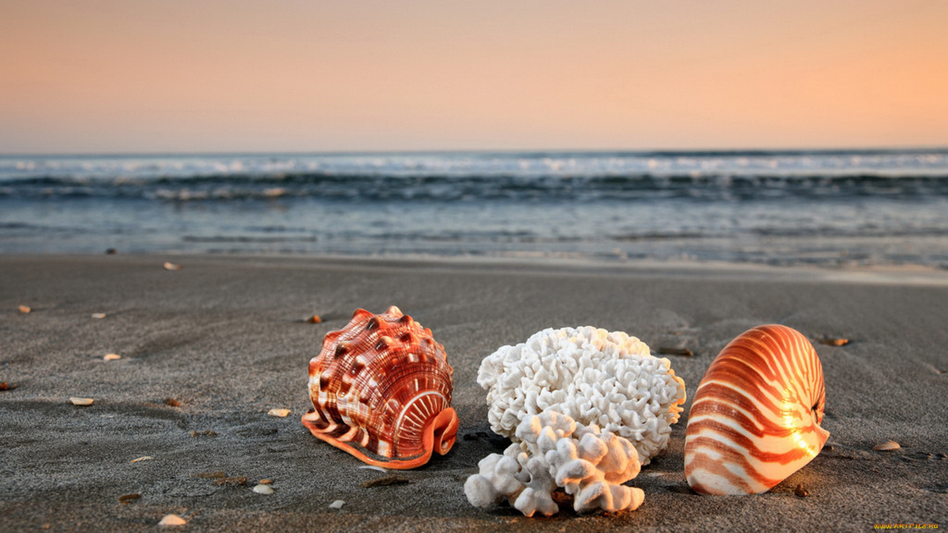 разное, ракушки, кораллы, декоративные, spa, камни