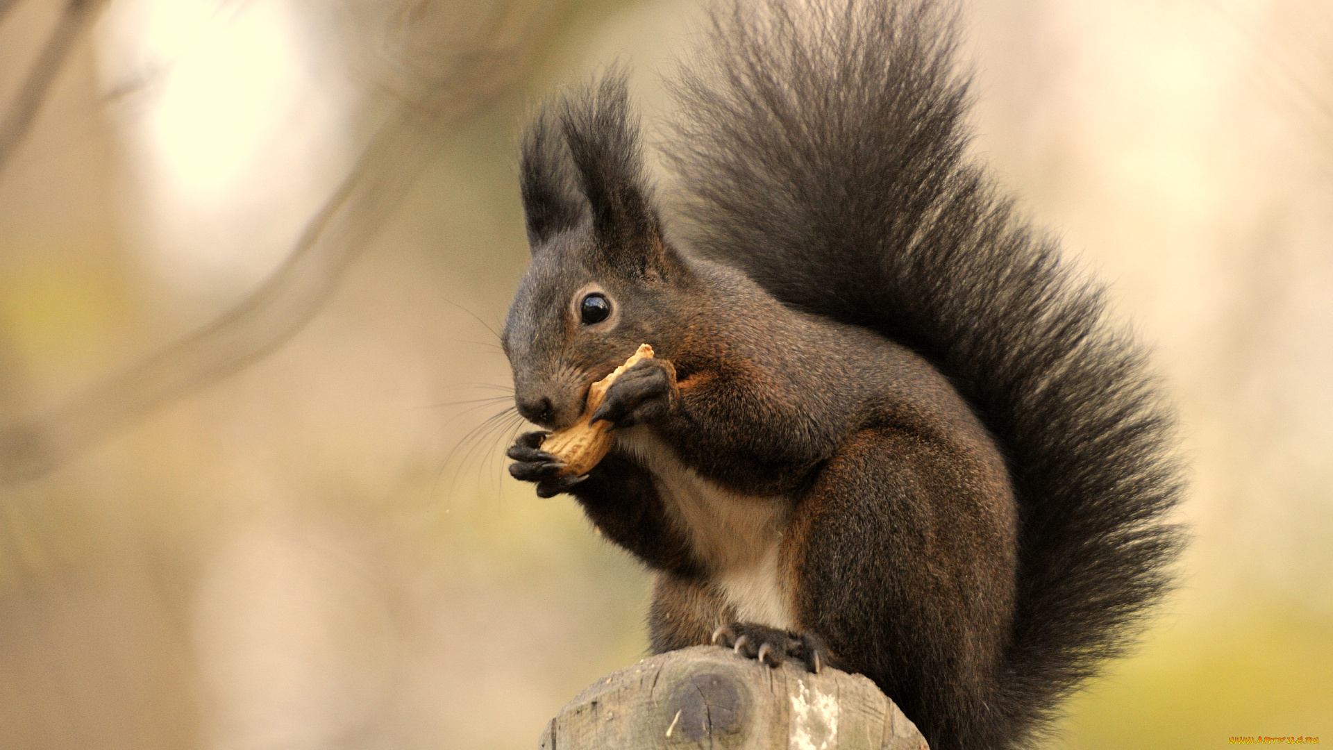 животные, белки, зверек, хвост