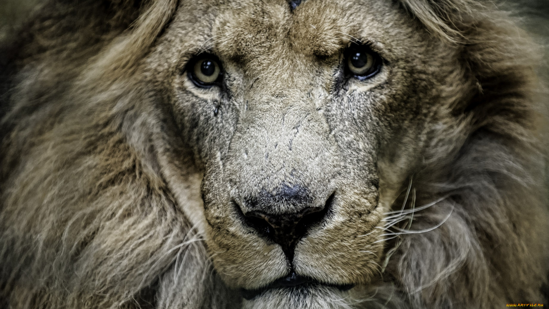 животные, львы, царь, портрет