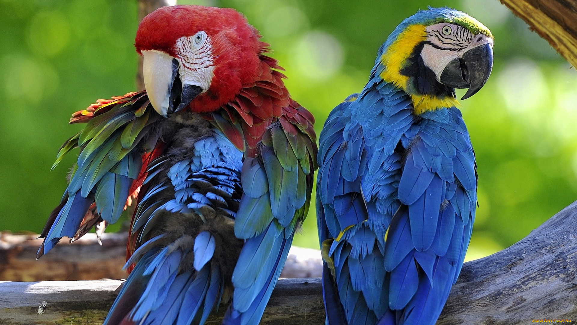 животные, попугаи, ара, пара, перья