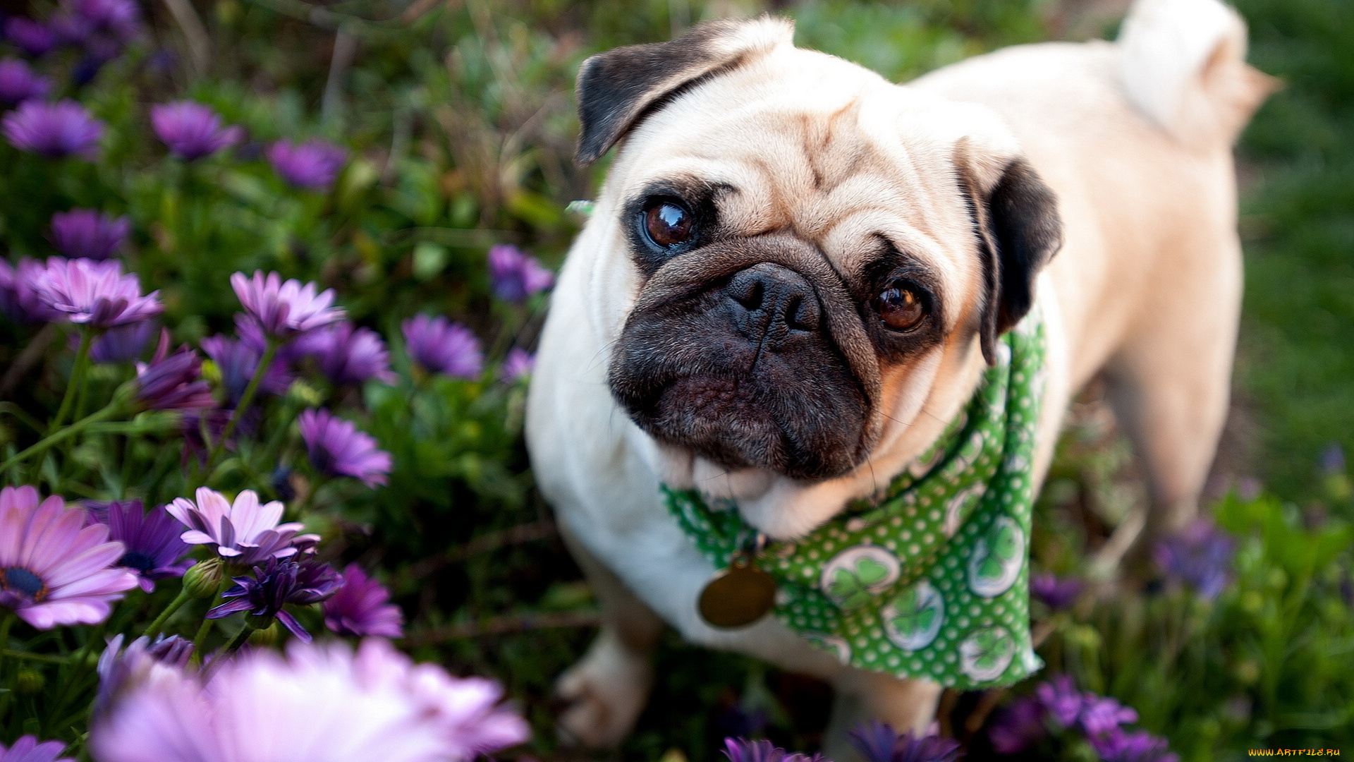 животные, собаки, косынка, цветы, мопс