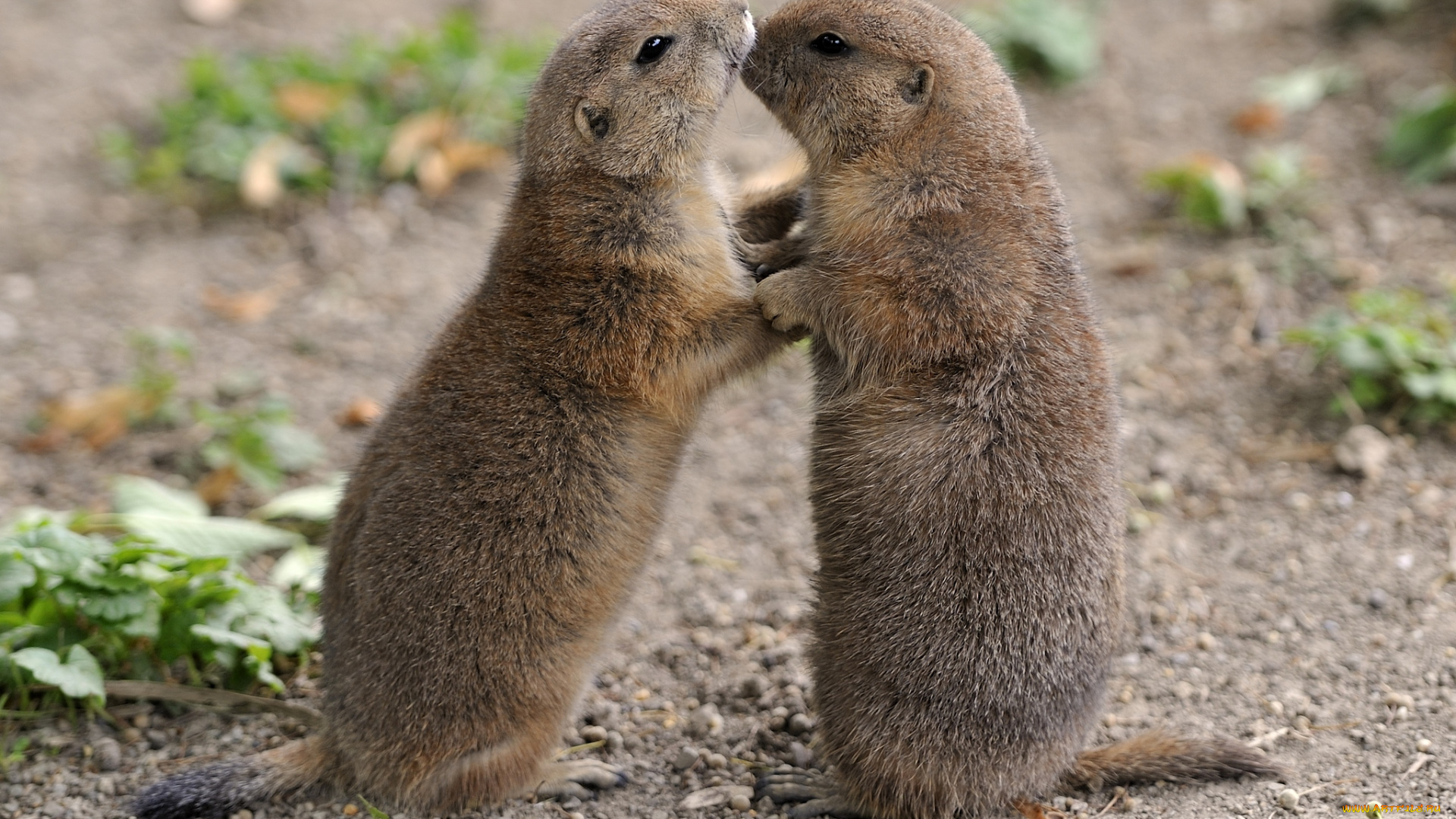 животные, суслики, сурки, нежность