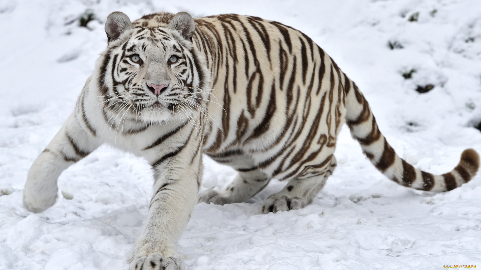 животные, тигры, красавец, взгляд