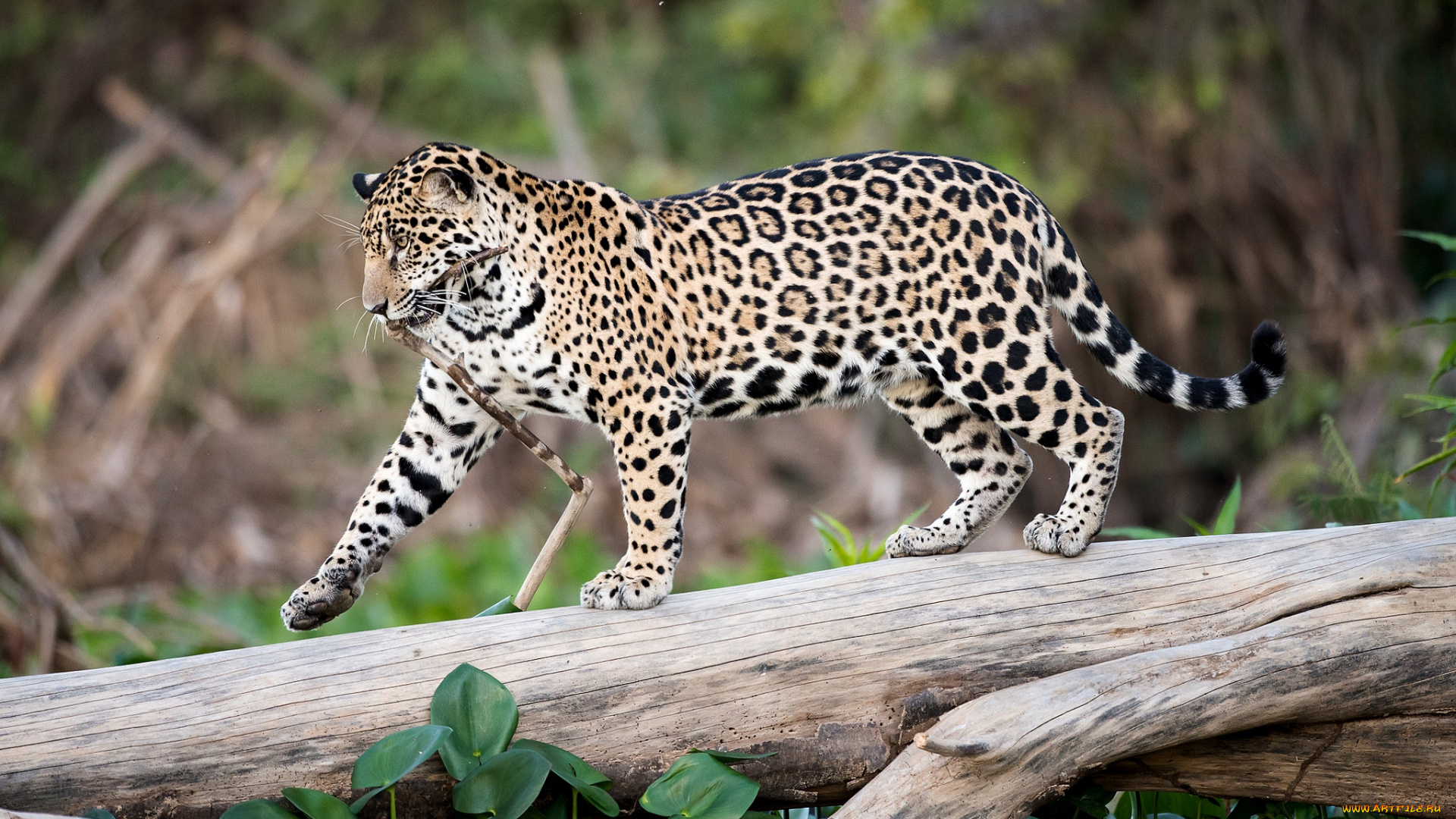 животные, Ягуары, бревно, кошка