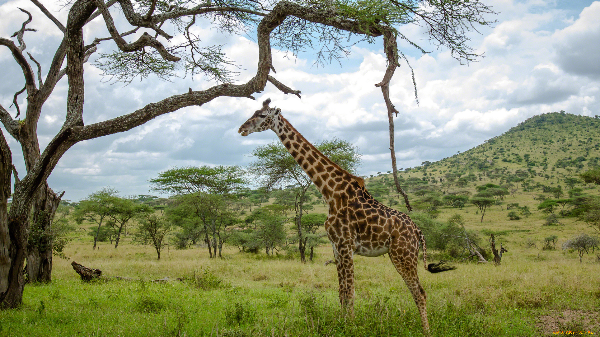 животные, жирафы, шея