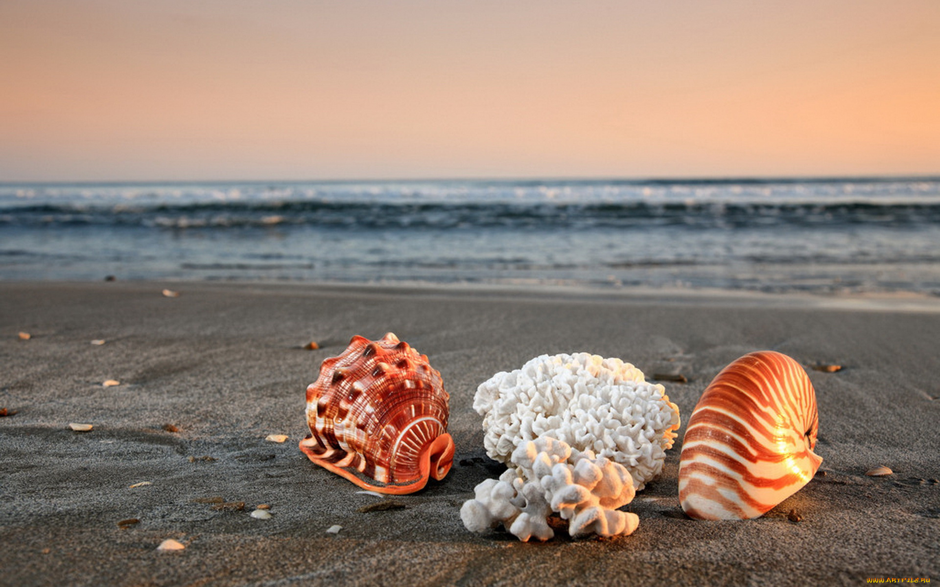 разное, ракушки, кораллы, декоративные, spa, камни
